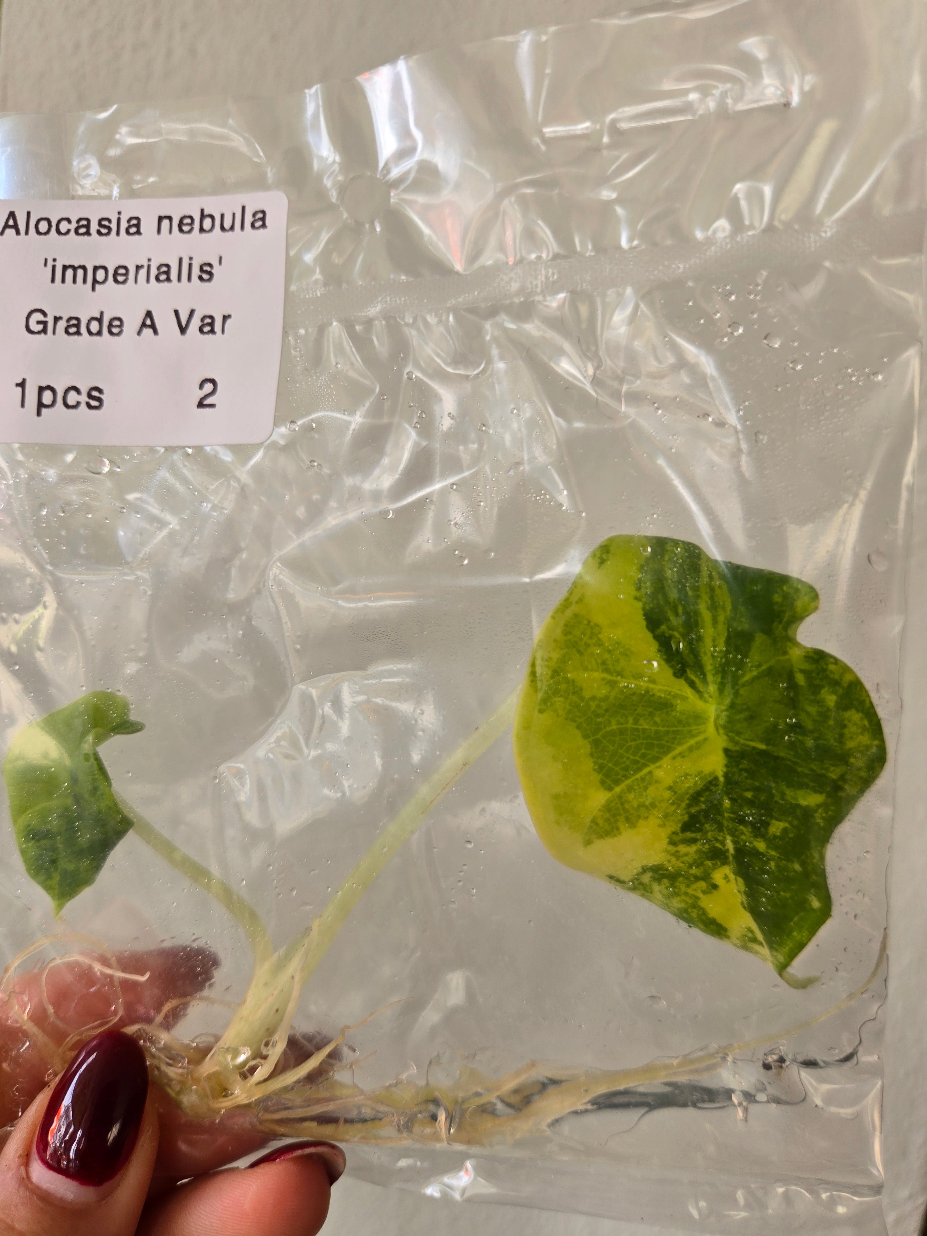 Alocasia Nebula Variegata Premium Panaschierung - Tissue Culture (TC)