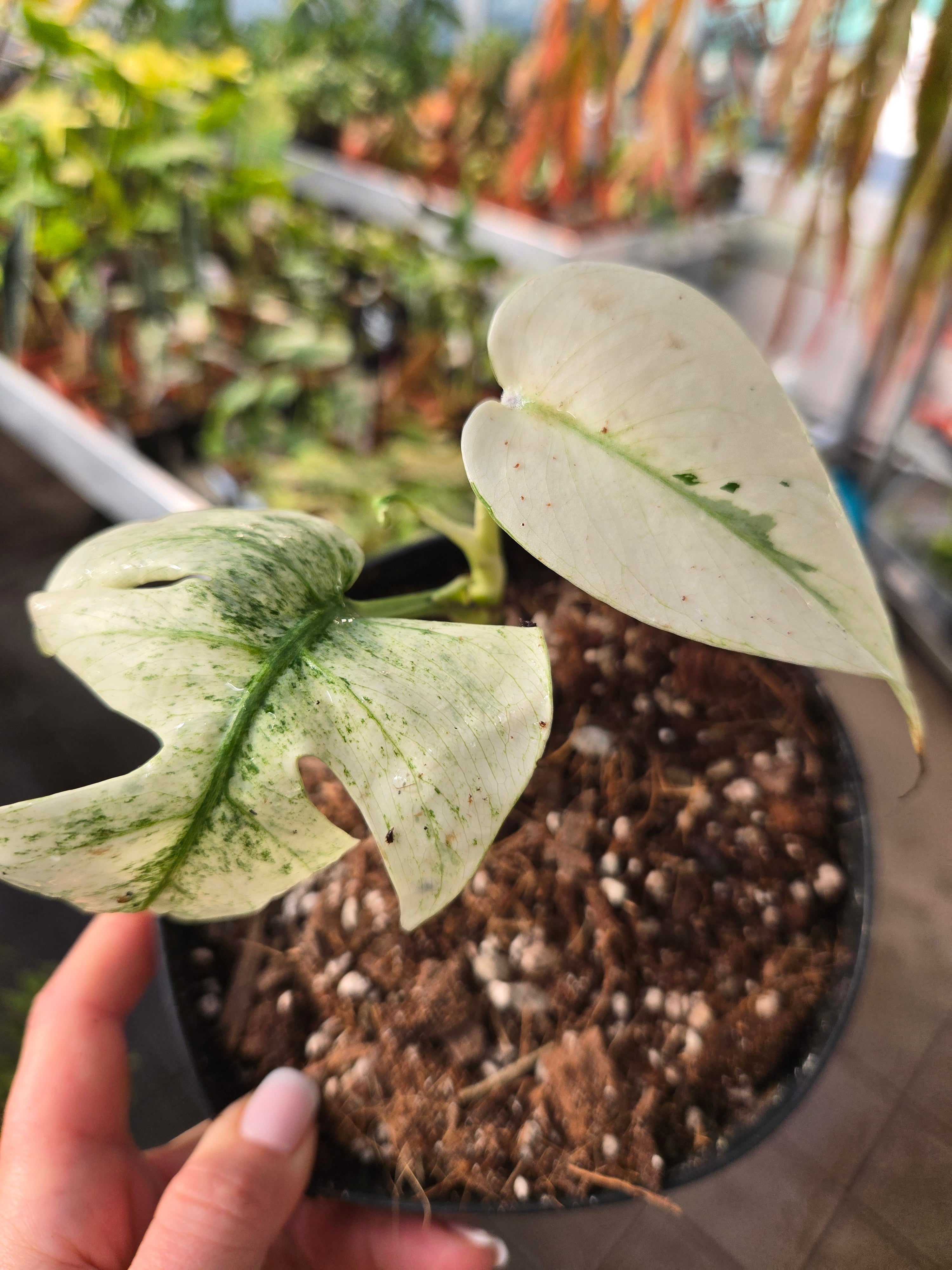 Monstera Fullmint
