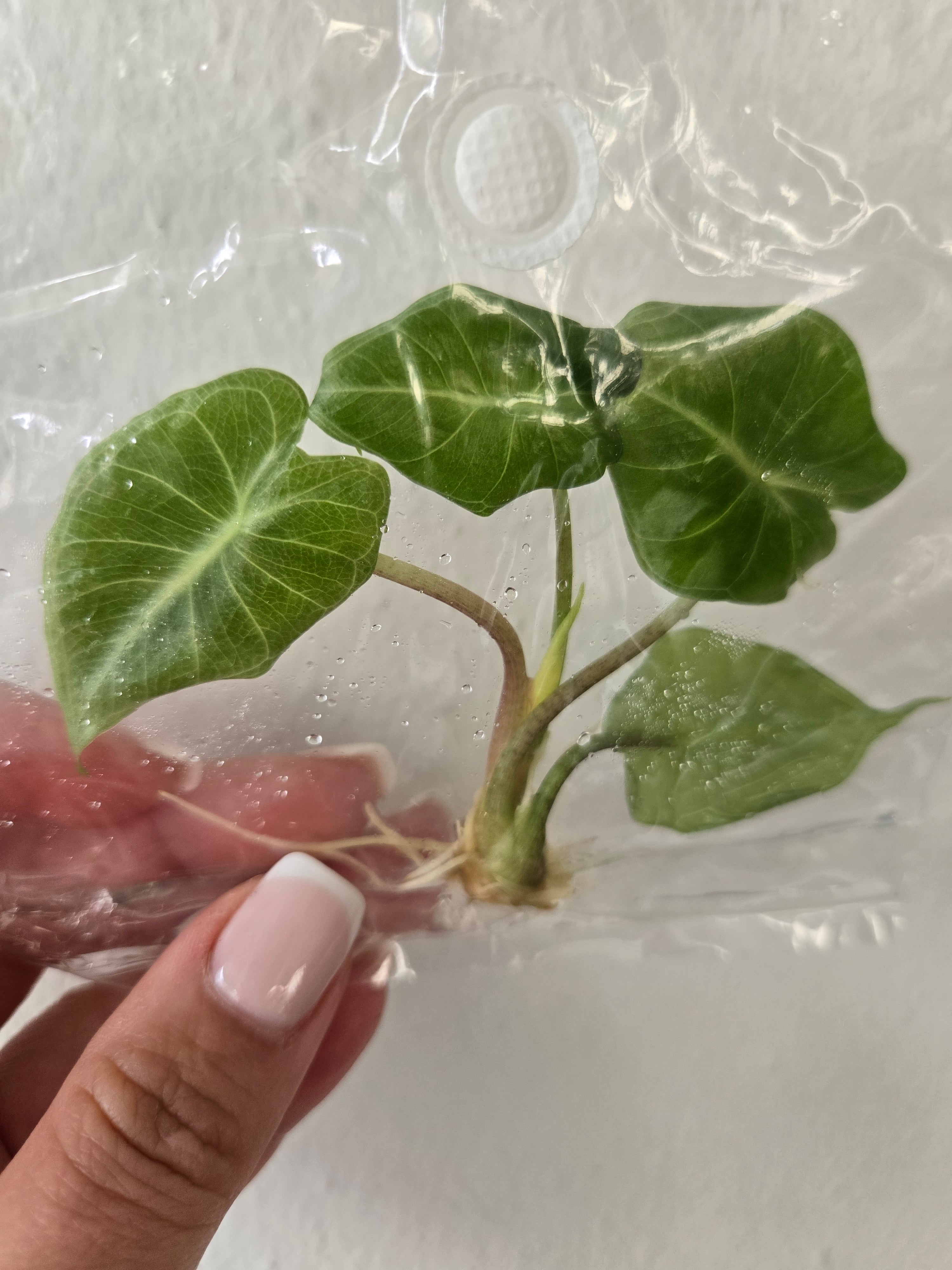 Alocasia Crystal - TC - Tissu Culture
