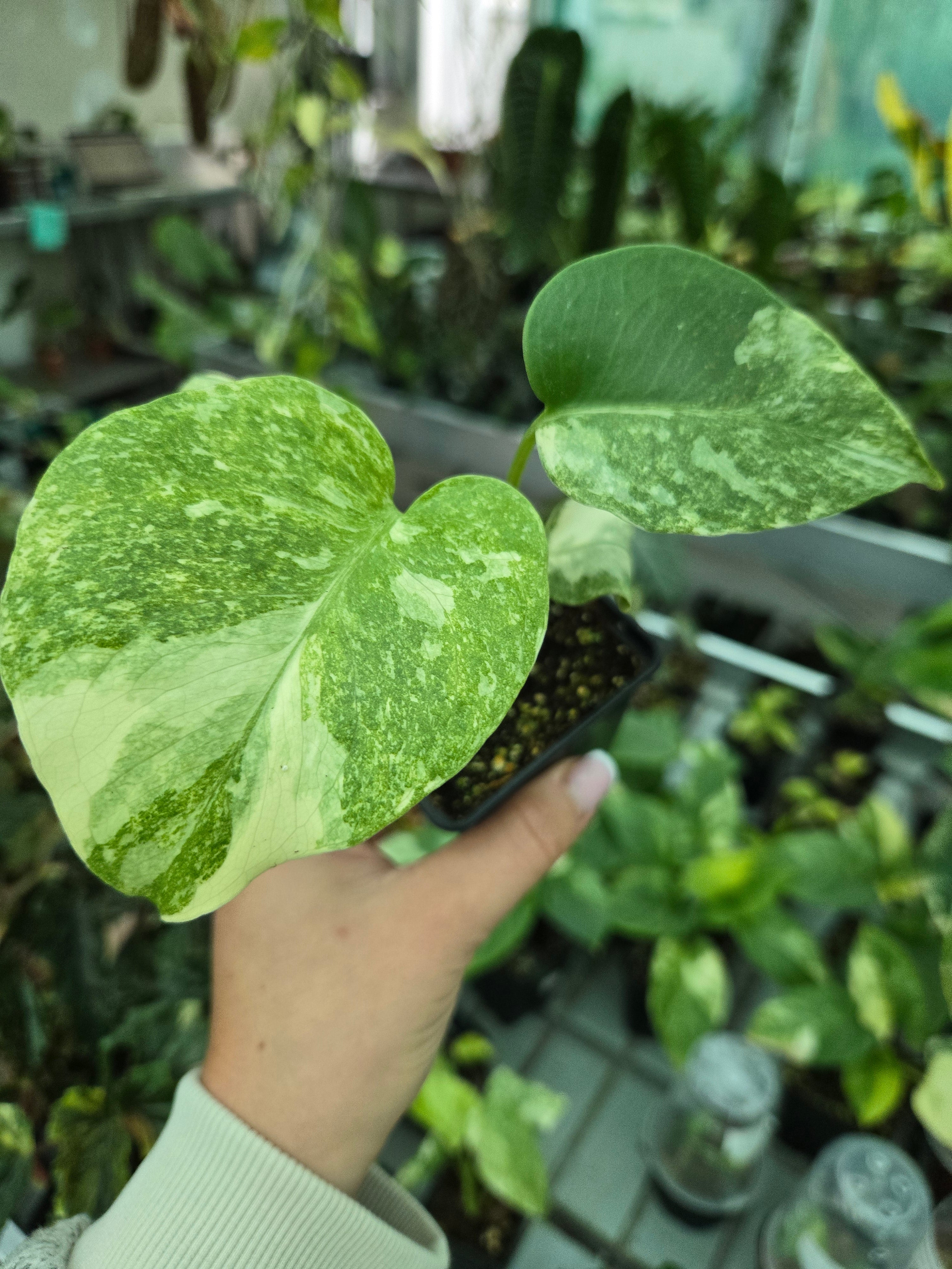 Monstera Legacy