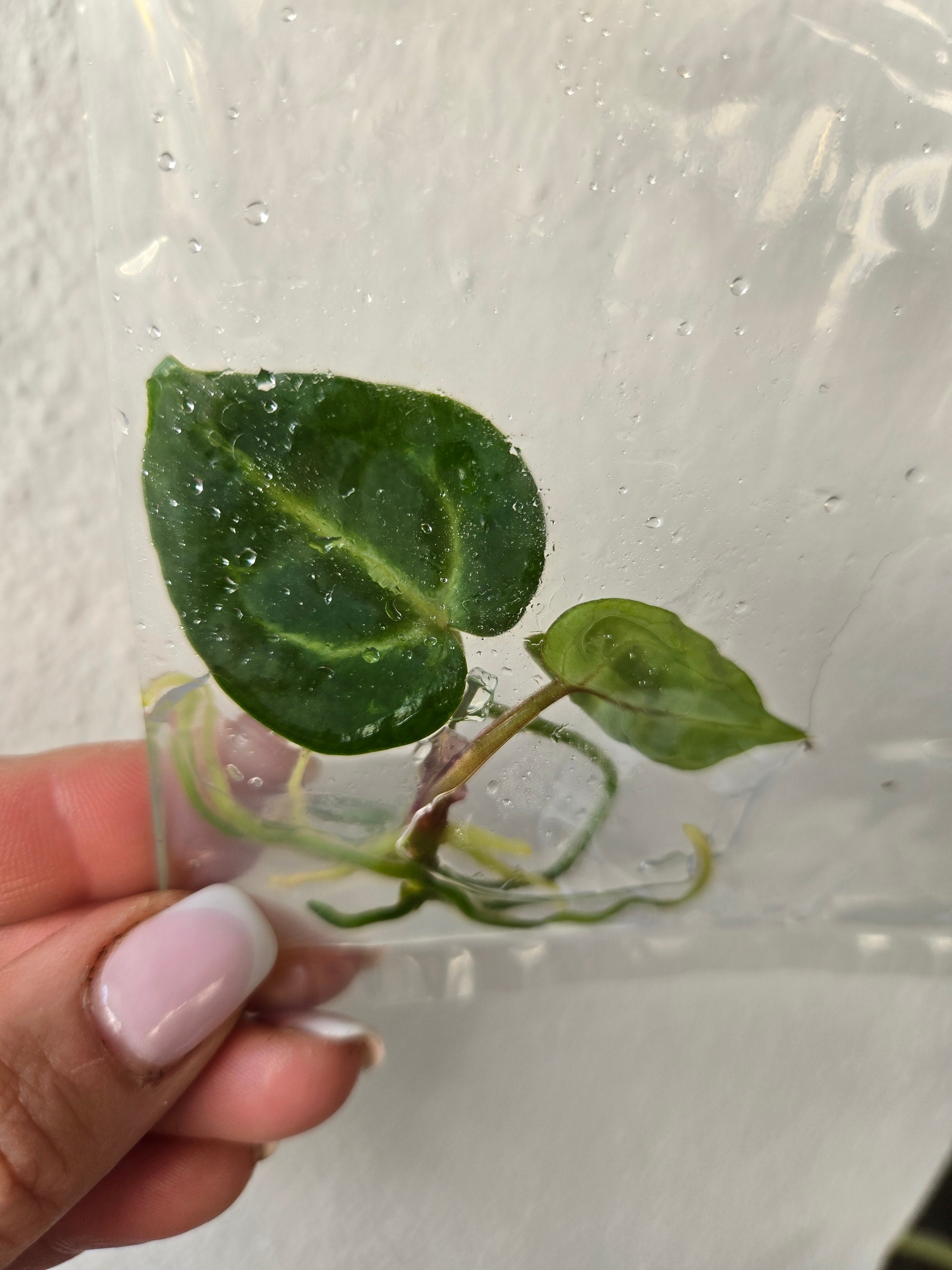 Anthurium Tezula Red Crystal x (SKG Silver X Red Crystal) TC- Tissue Culture