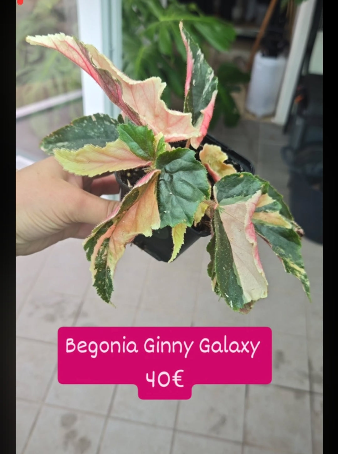 Begonia Packet