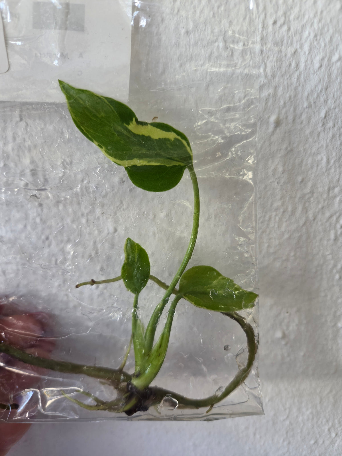 Monstera Melancholy - TC