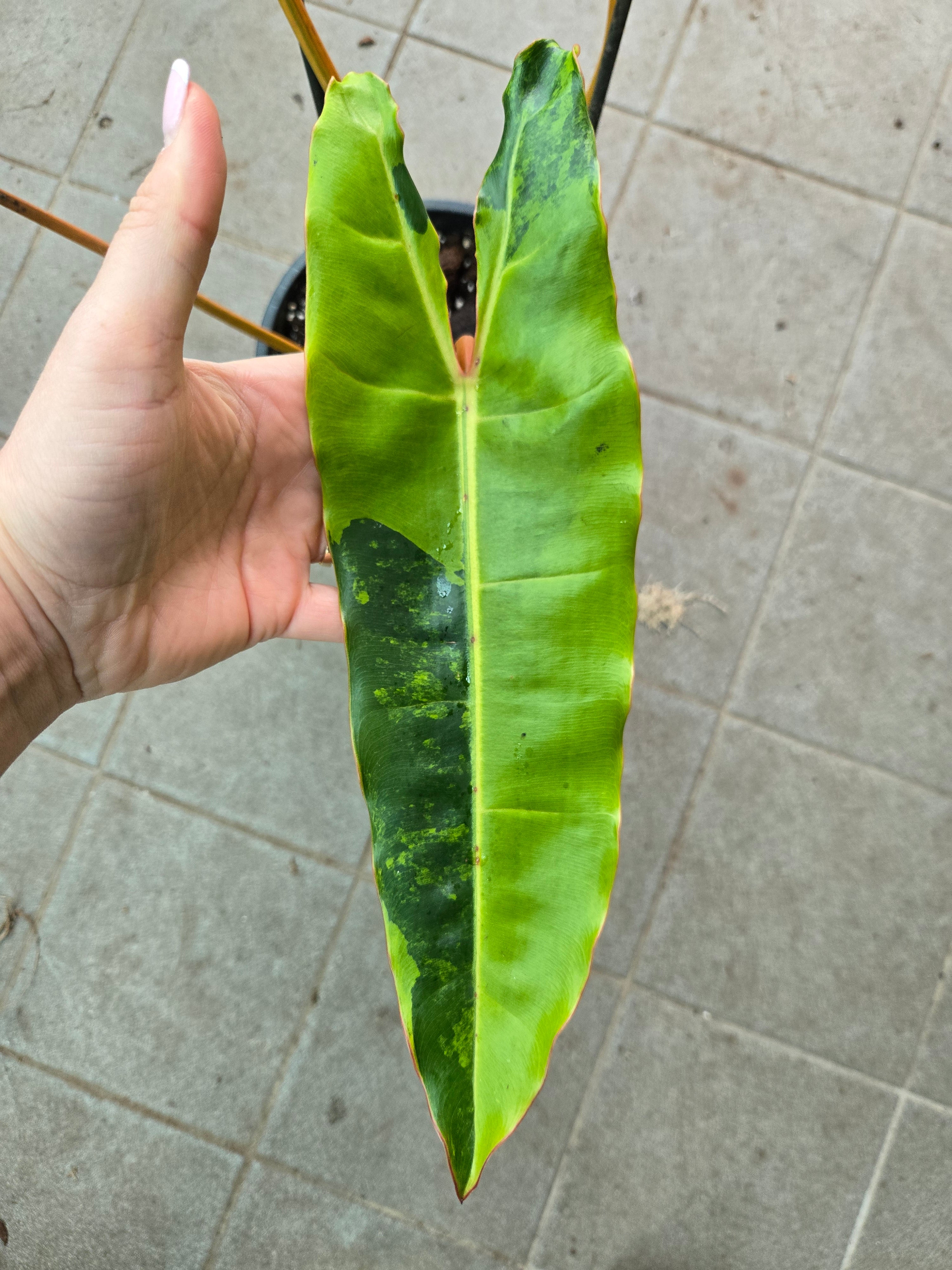Philodendron Billietiae Variegata