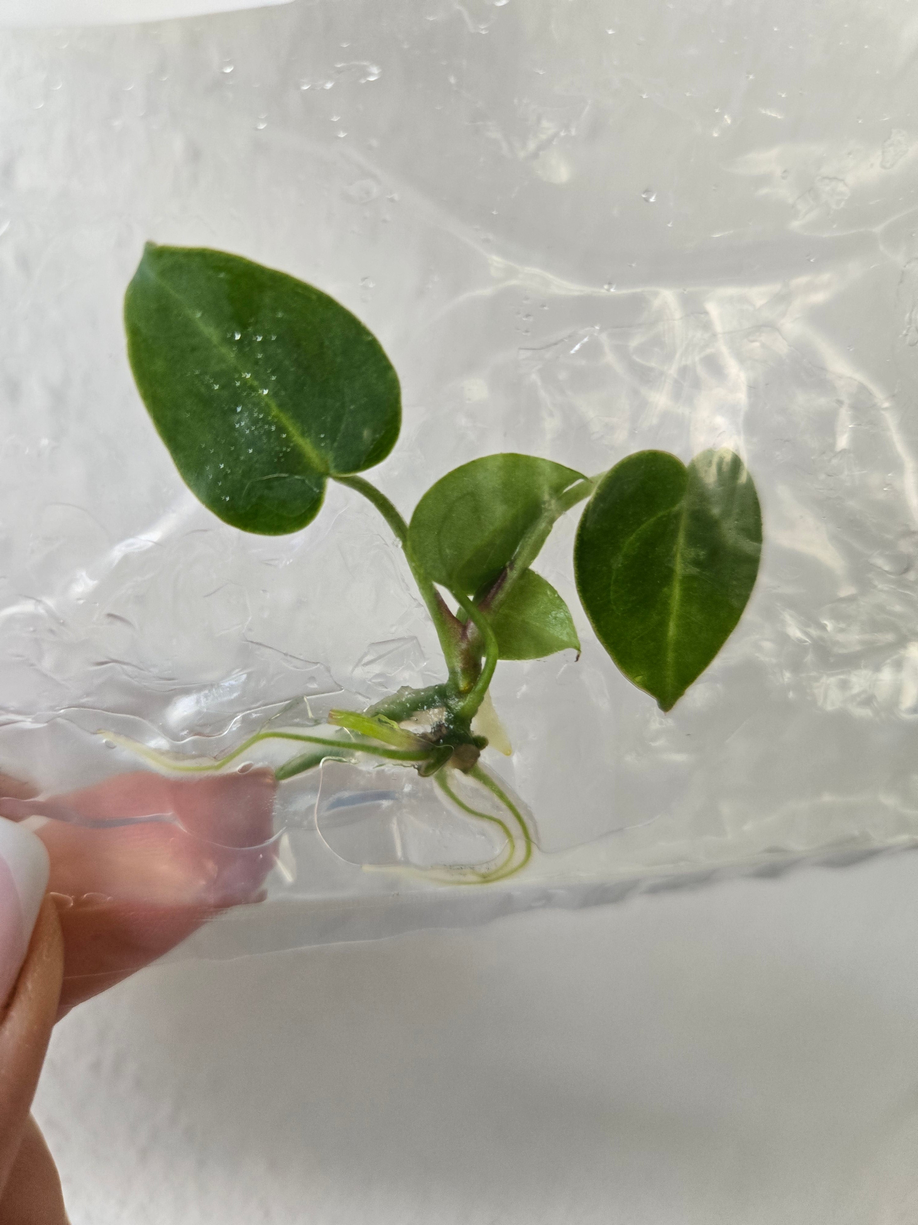 Anthurium Dressleri X Dark phoenix - TC- Tissue Culture