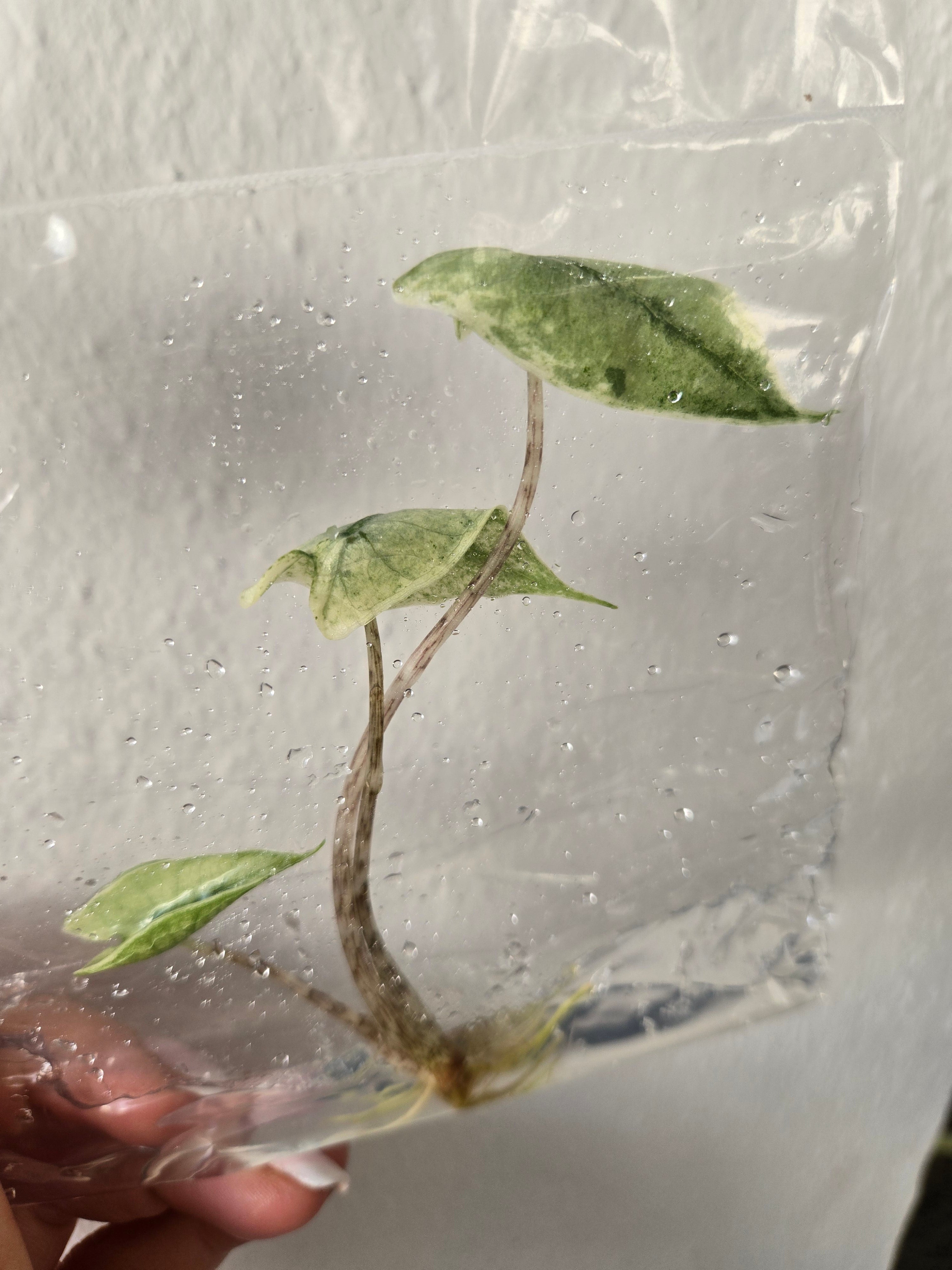 Alocasia Zebrina Mint - TC - Tissue Culture