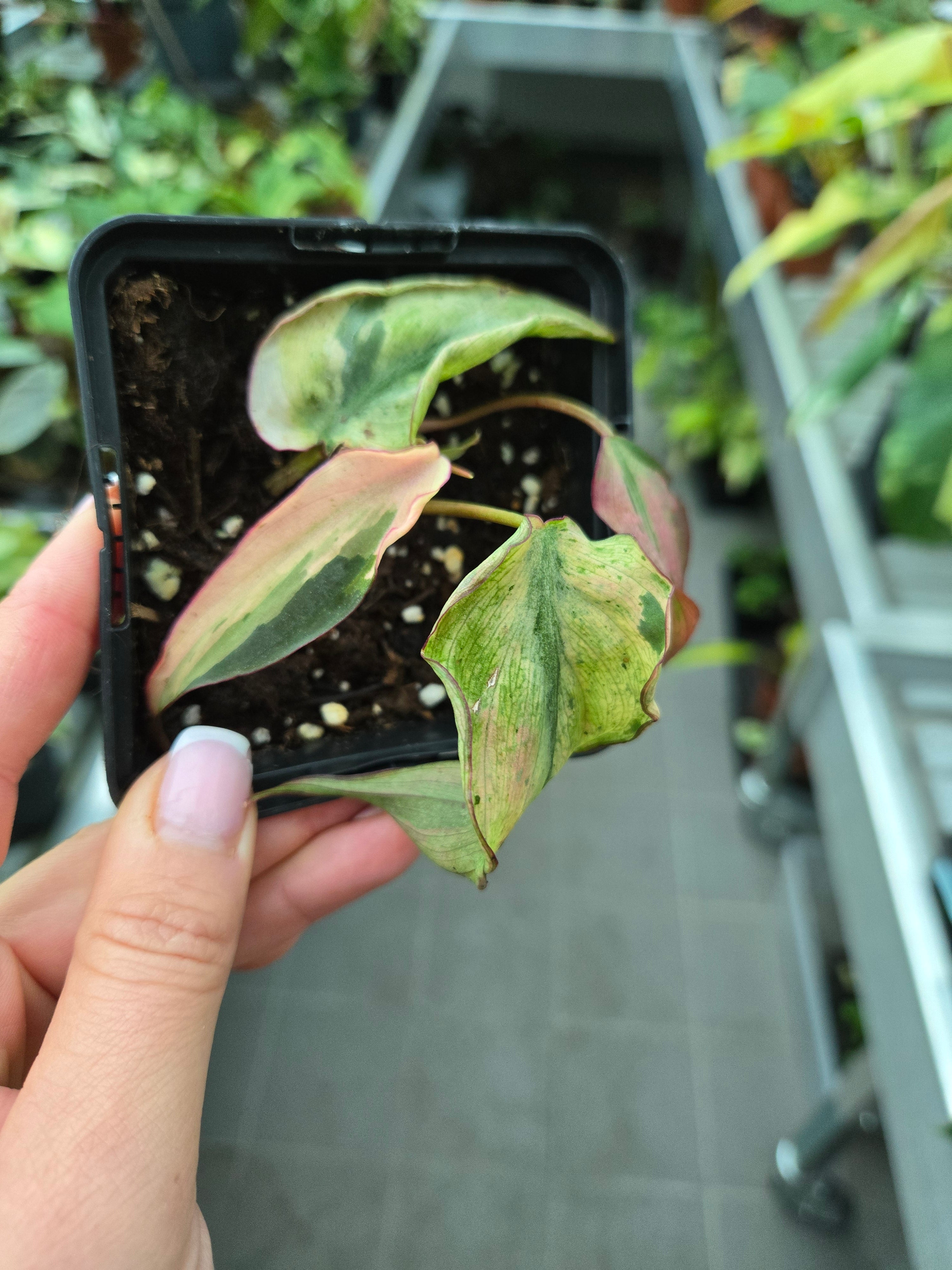Philodendron Micans Mint