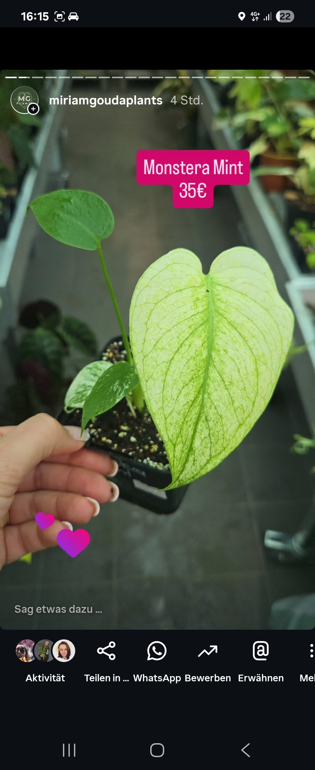 Plant bundel+ Micans