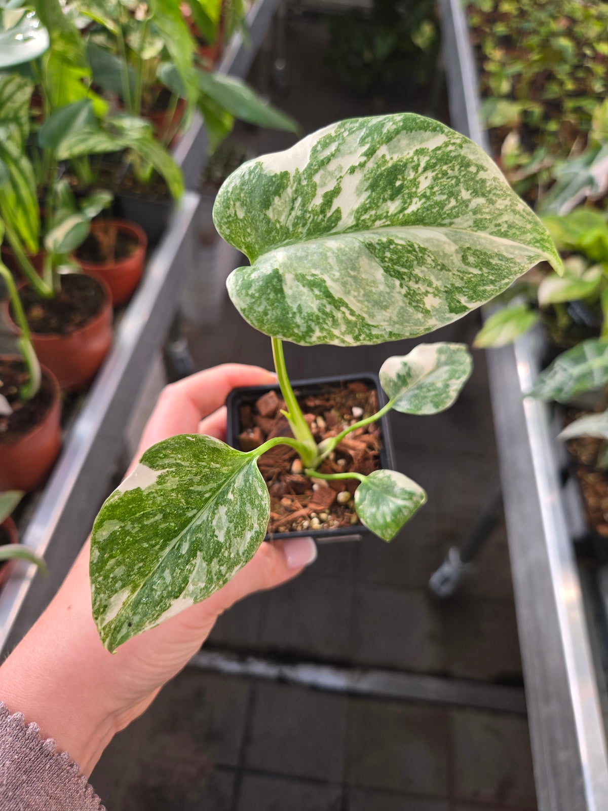 Monstera Cream Cheese – MG Plants