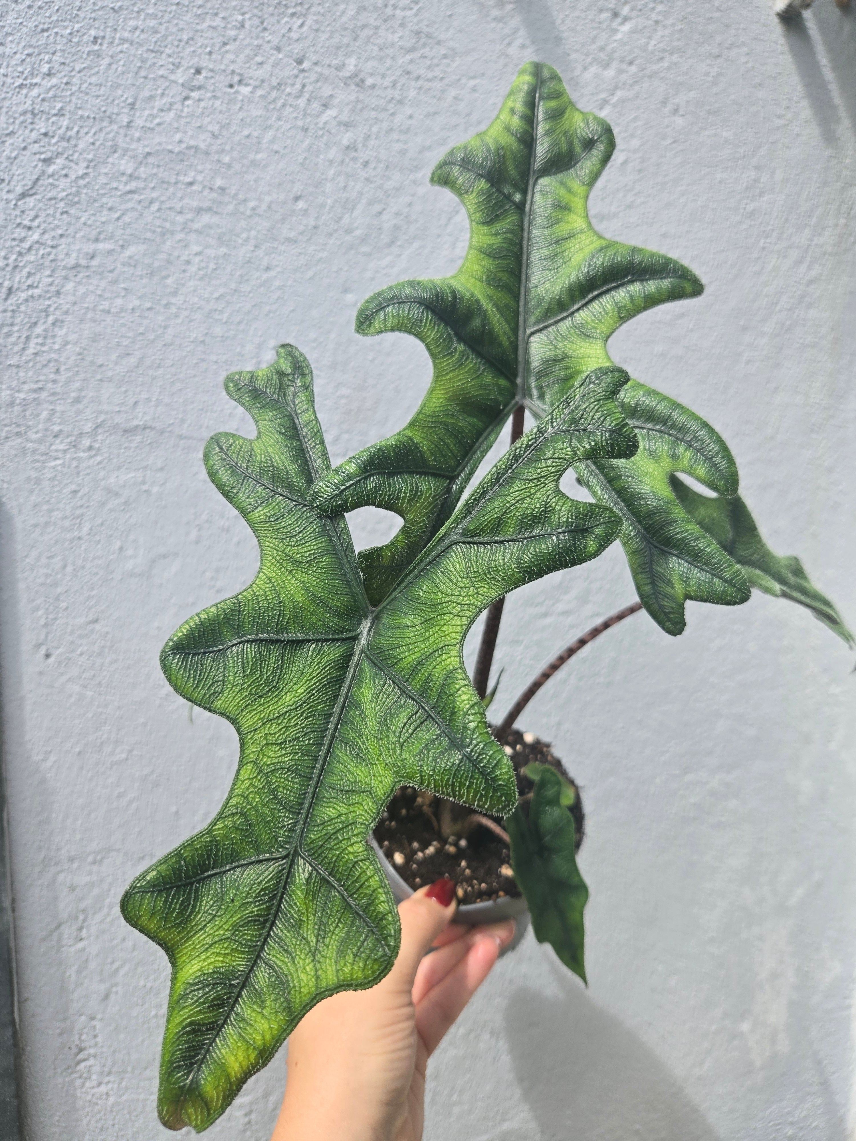 Alocasia Jacklyn