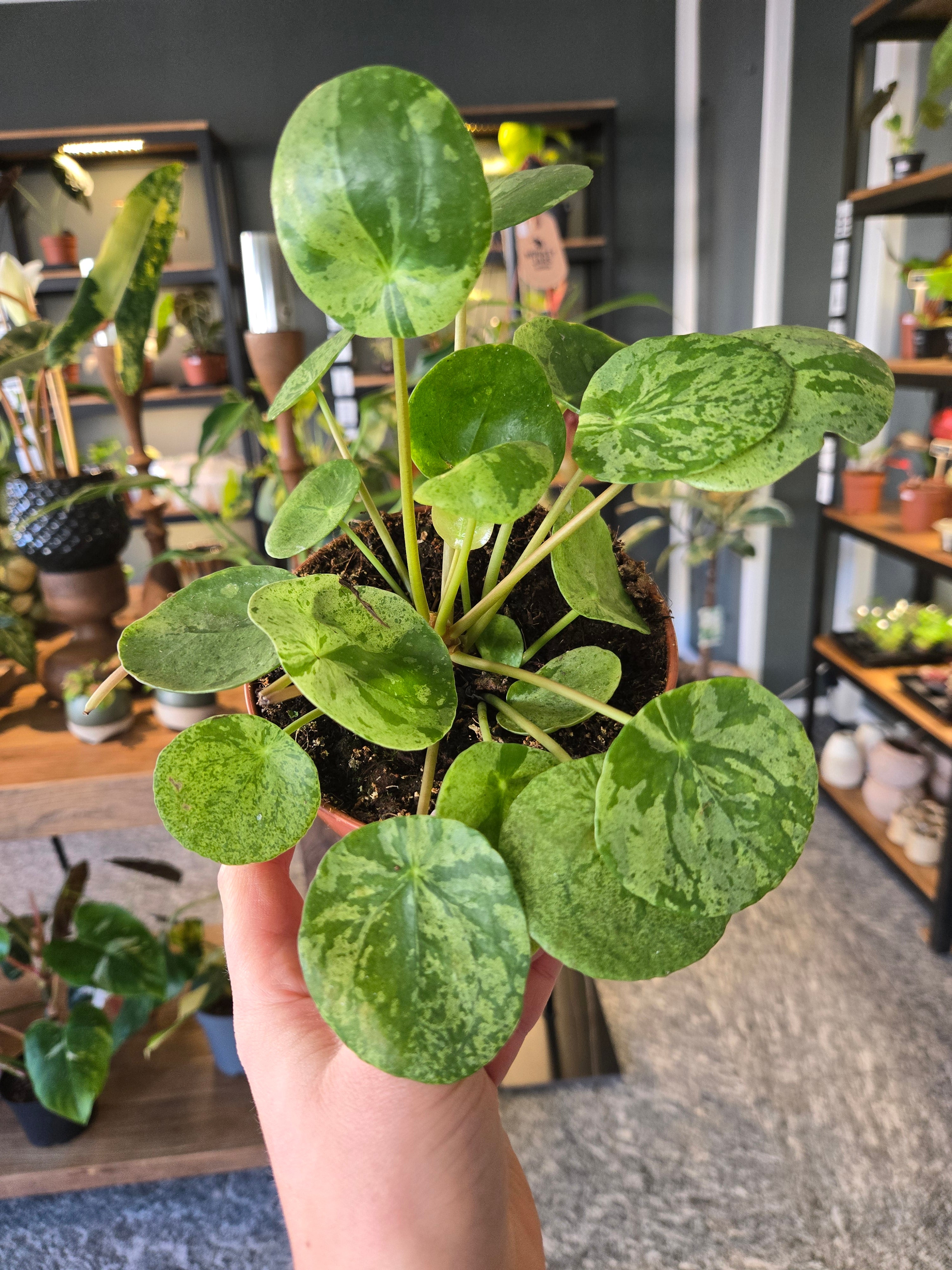 Please Mojito Variegata