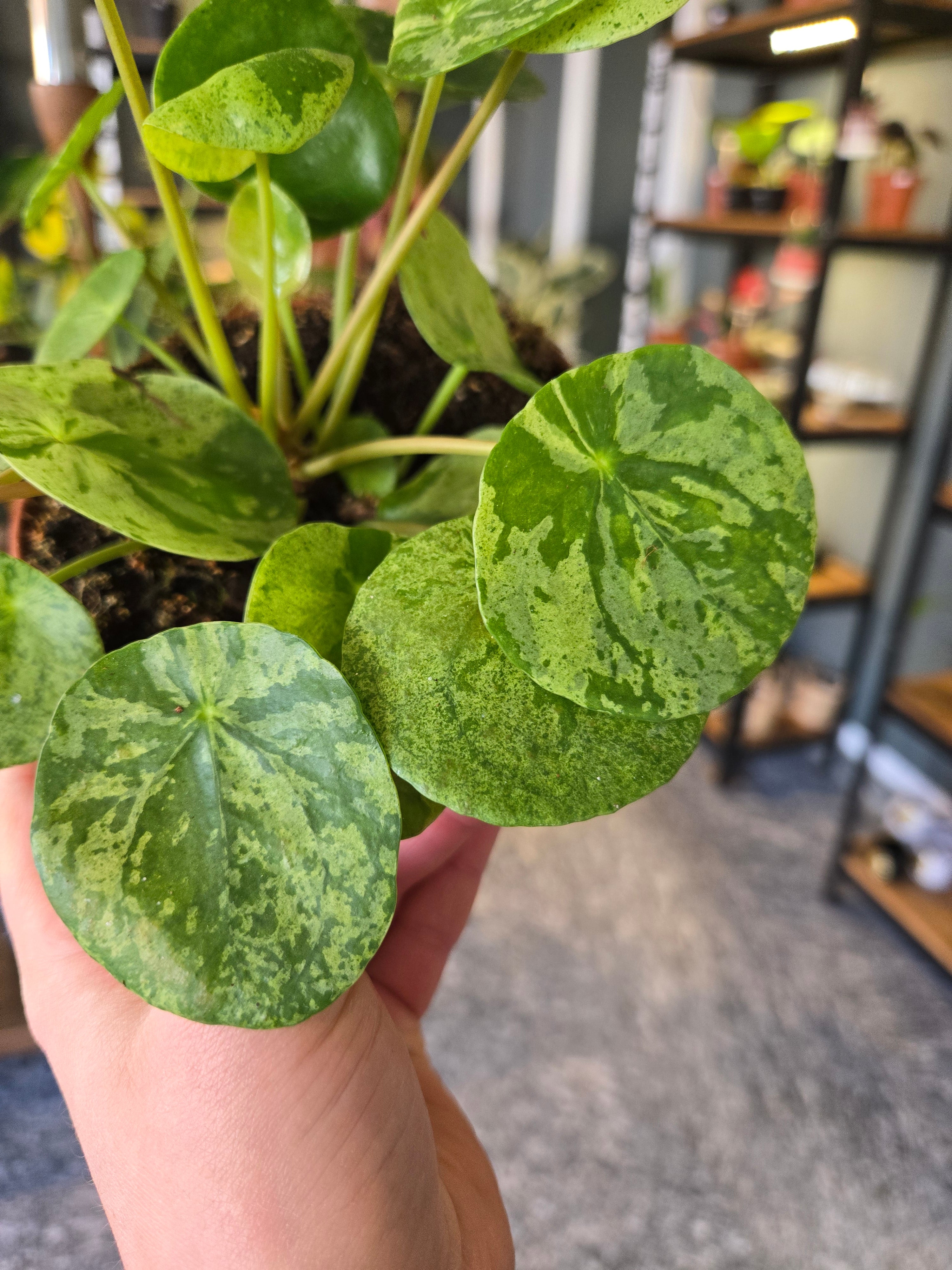 Please Mojito Variegata