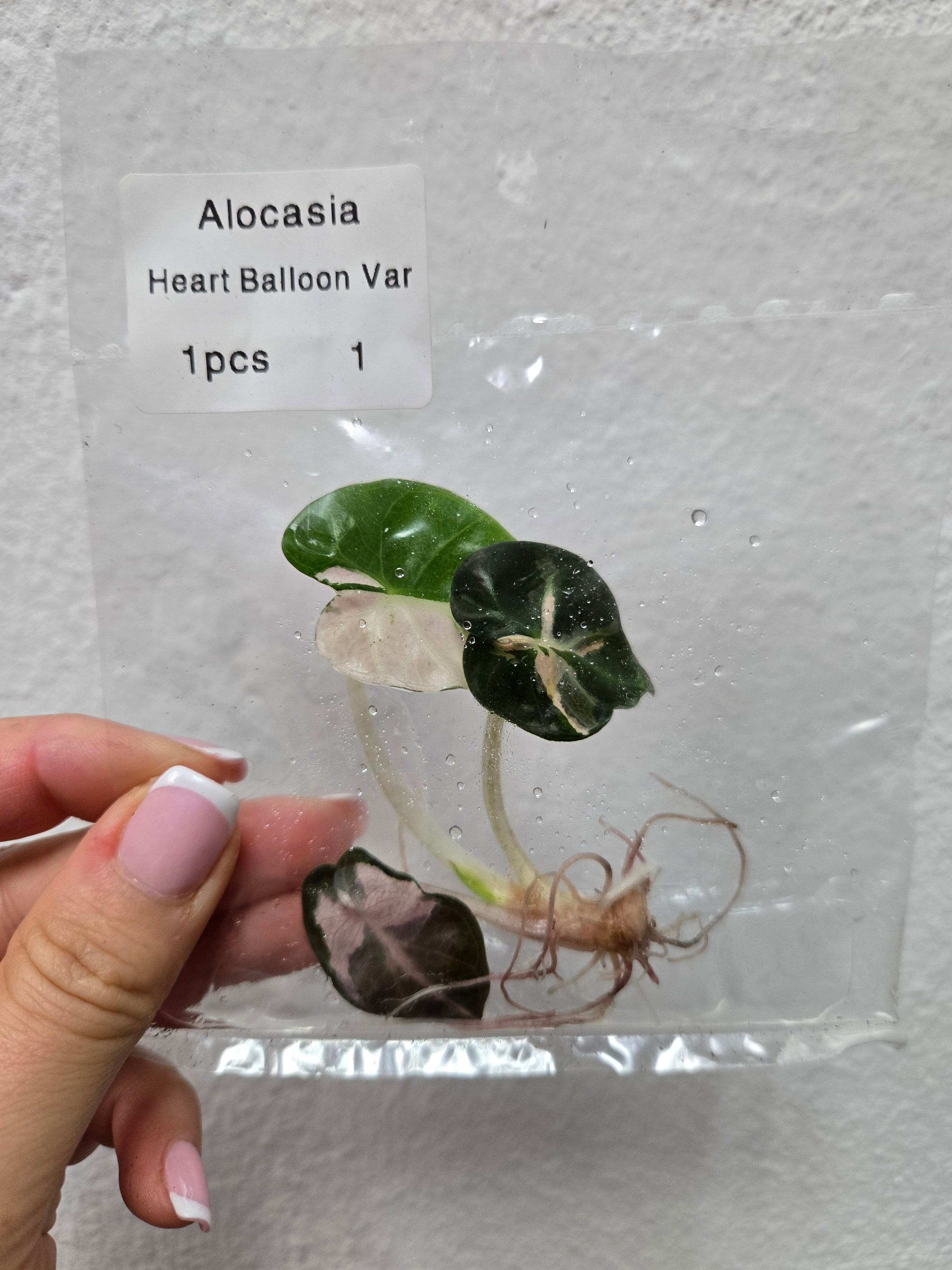 Alocasia Heart Balloon Variegated- Tissue Culture (TC)