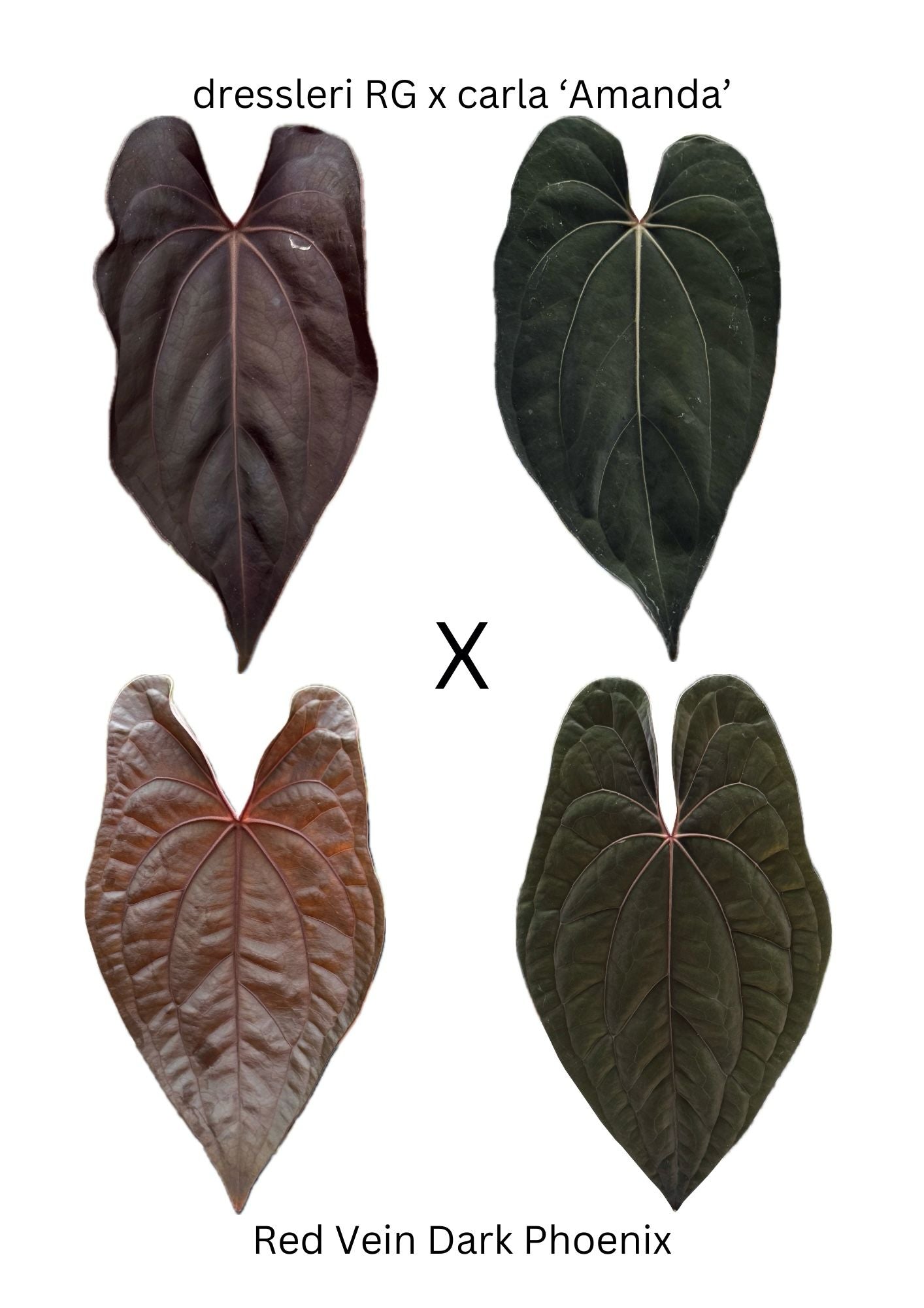 1x Anthurium Dressleri RG x Carla (Amanda) x Red Veins Dark Phönix- Gekeimter Samen