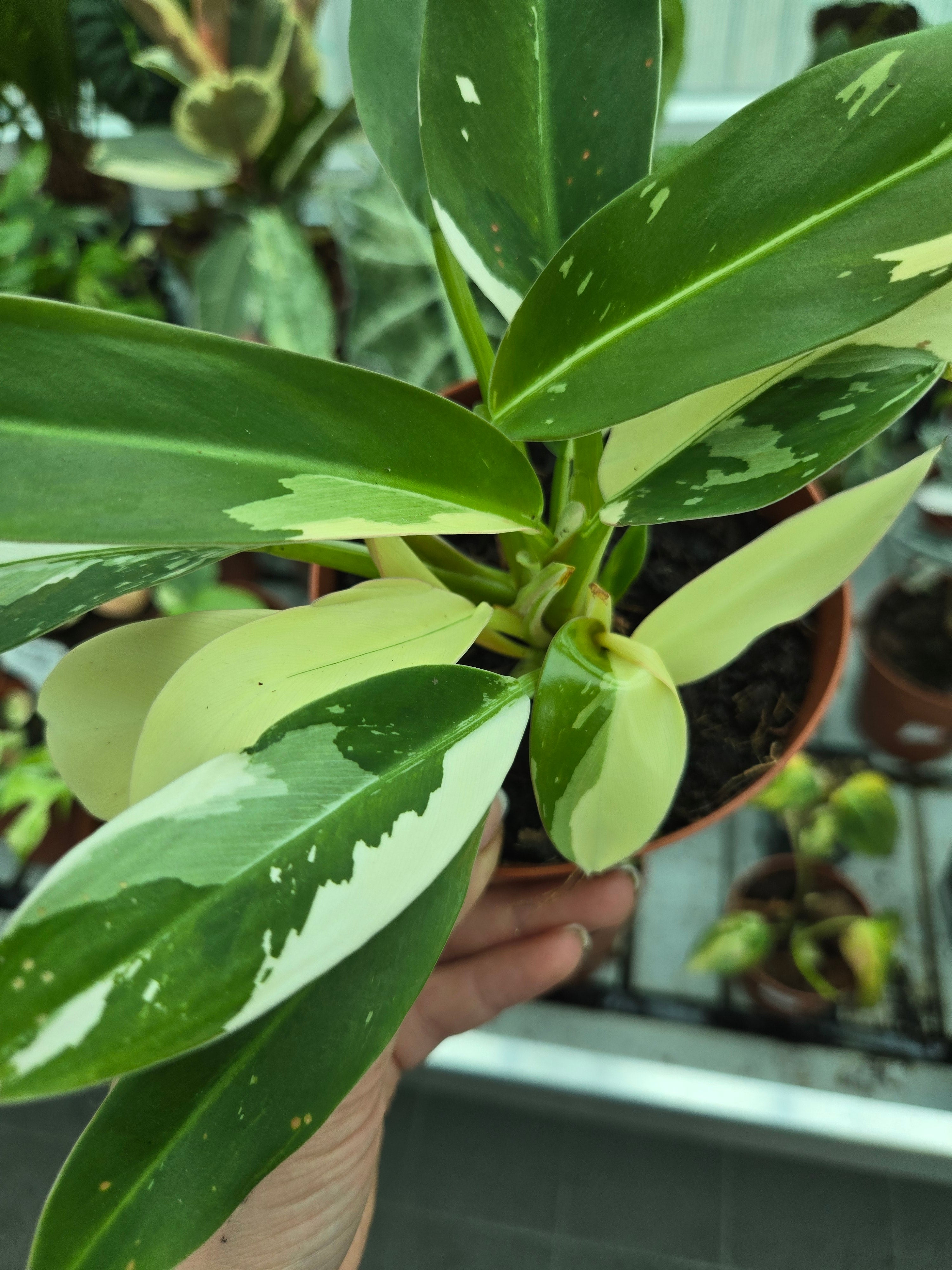 philodendron wendlandii imbe Philodendron Wende imbe Variegata