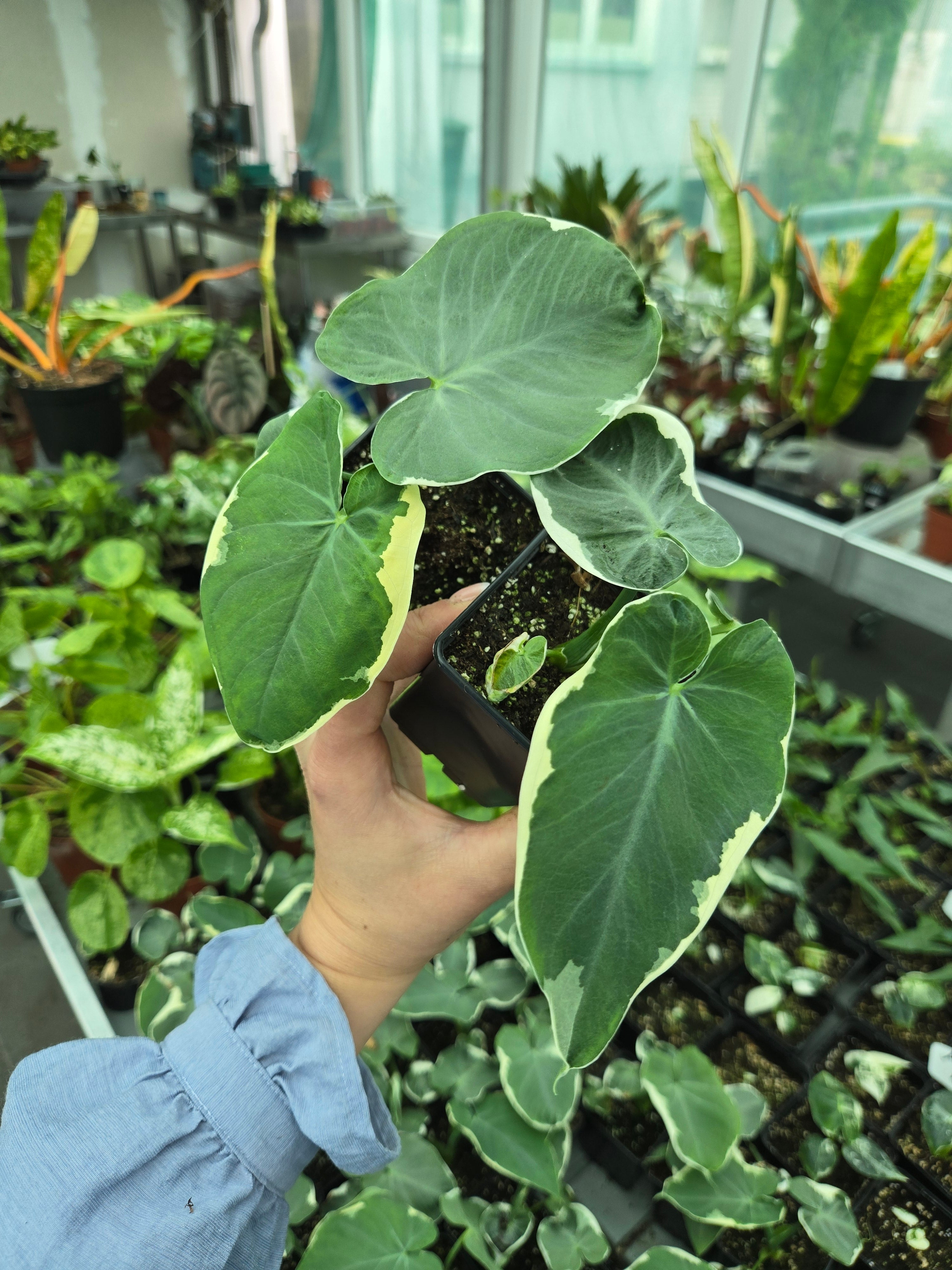 Xanthosoma Variegata Mickey Mouse