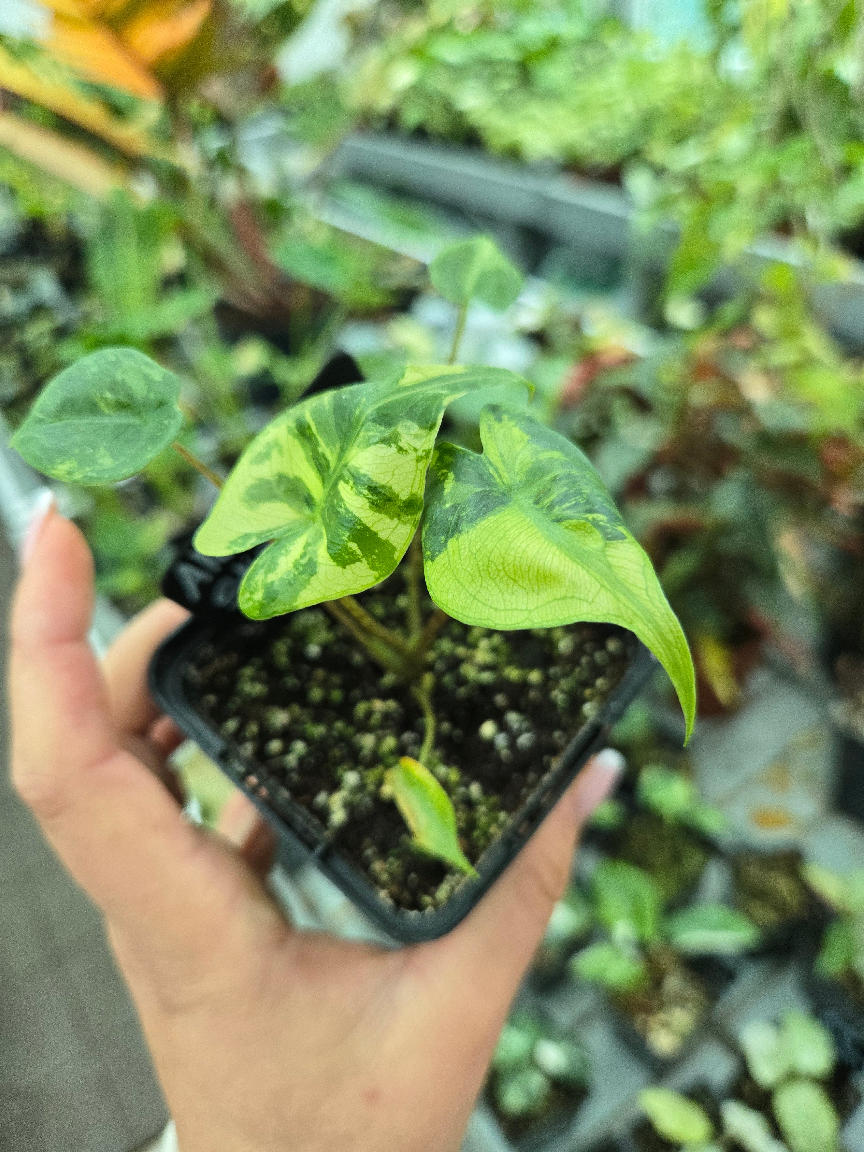 Alocasia Stingray Variegata