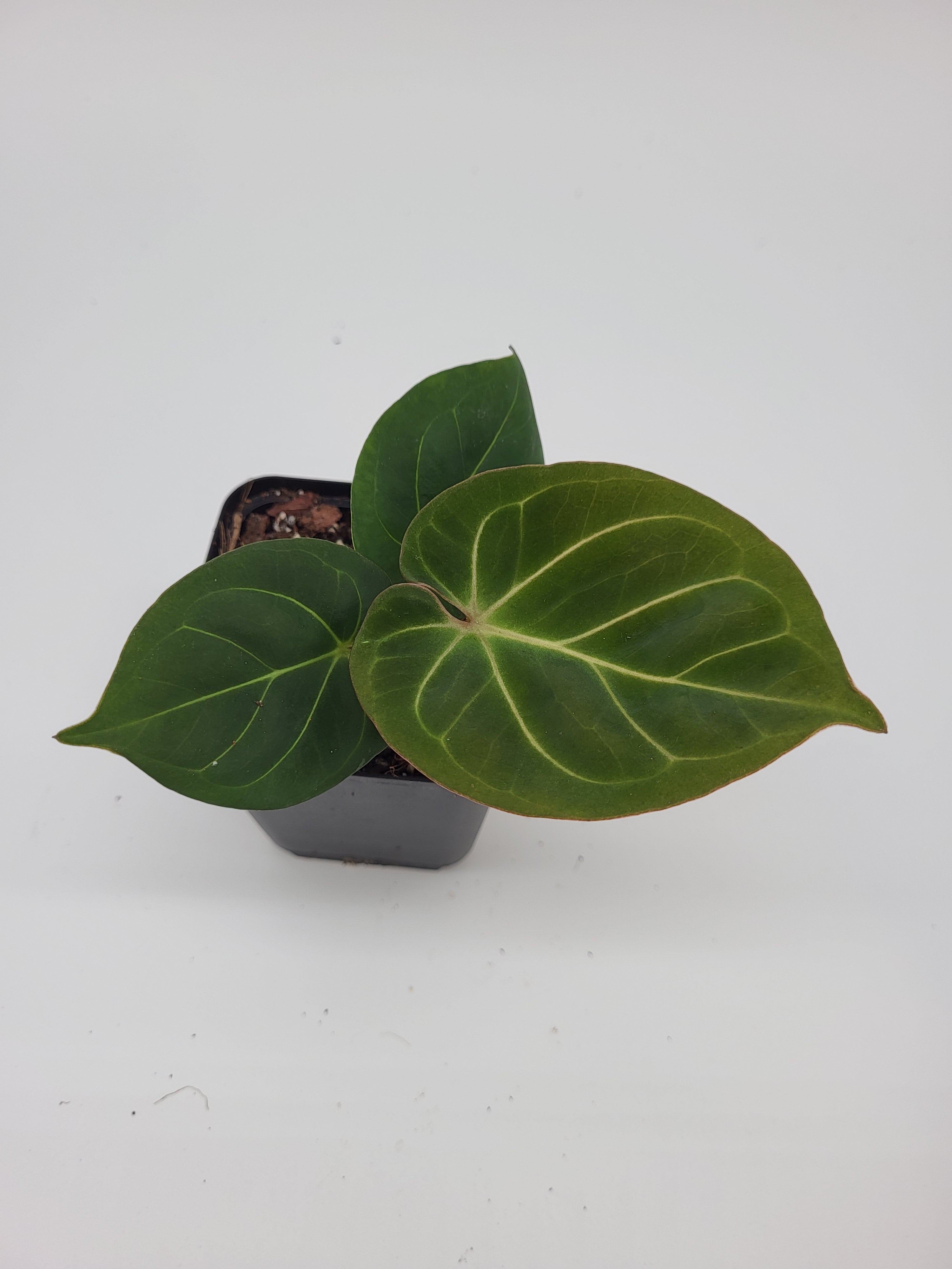 Anthurium King of Spades HU Große S