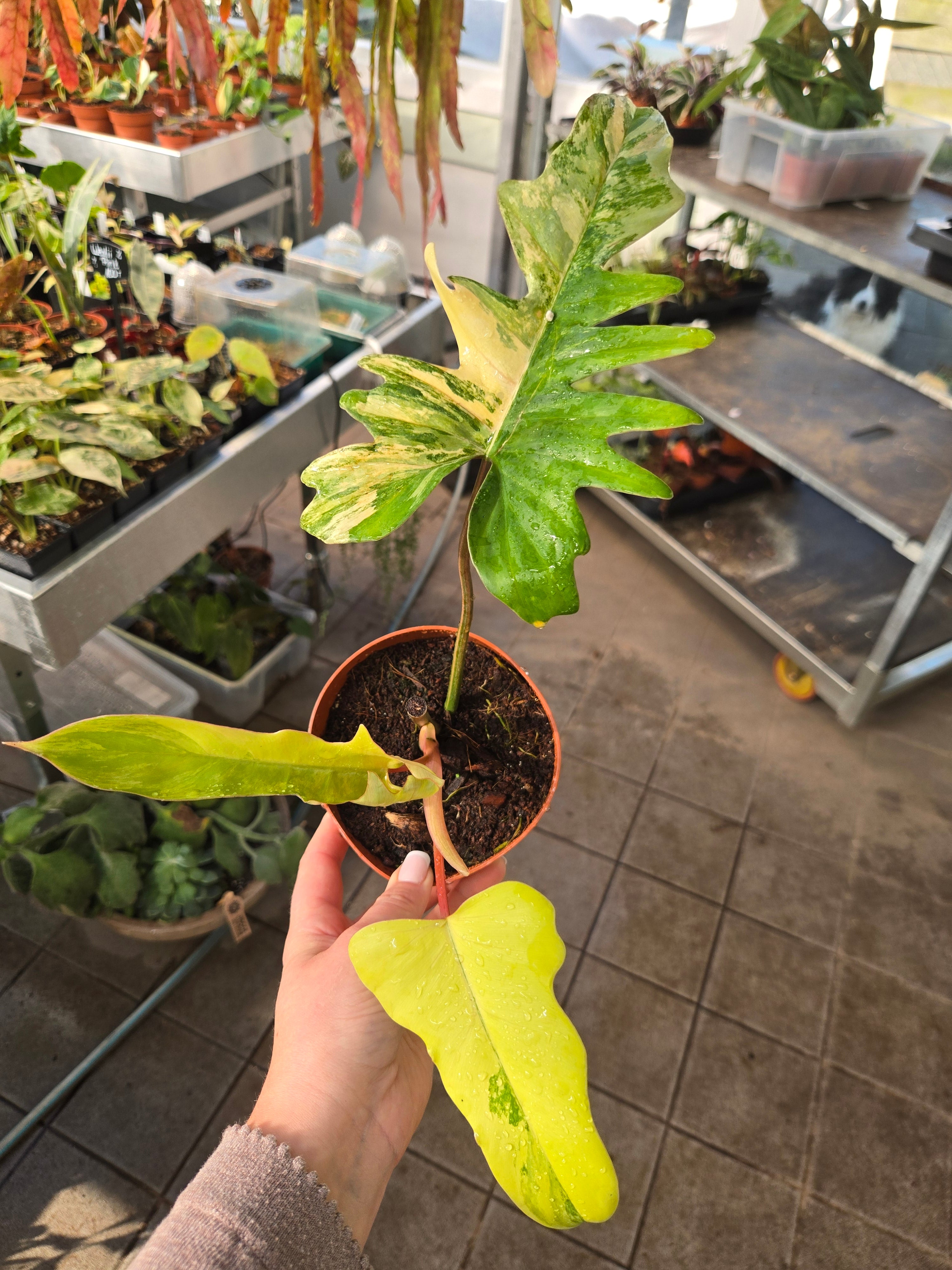 Philodendron Mayoi x Florida Beauty