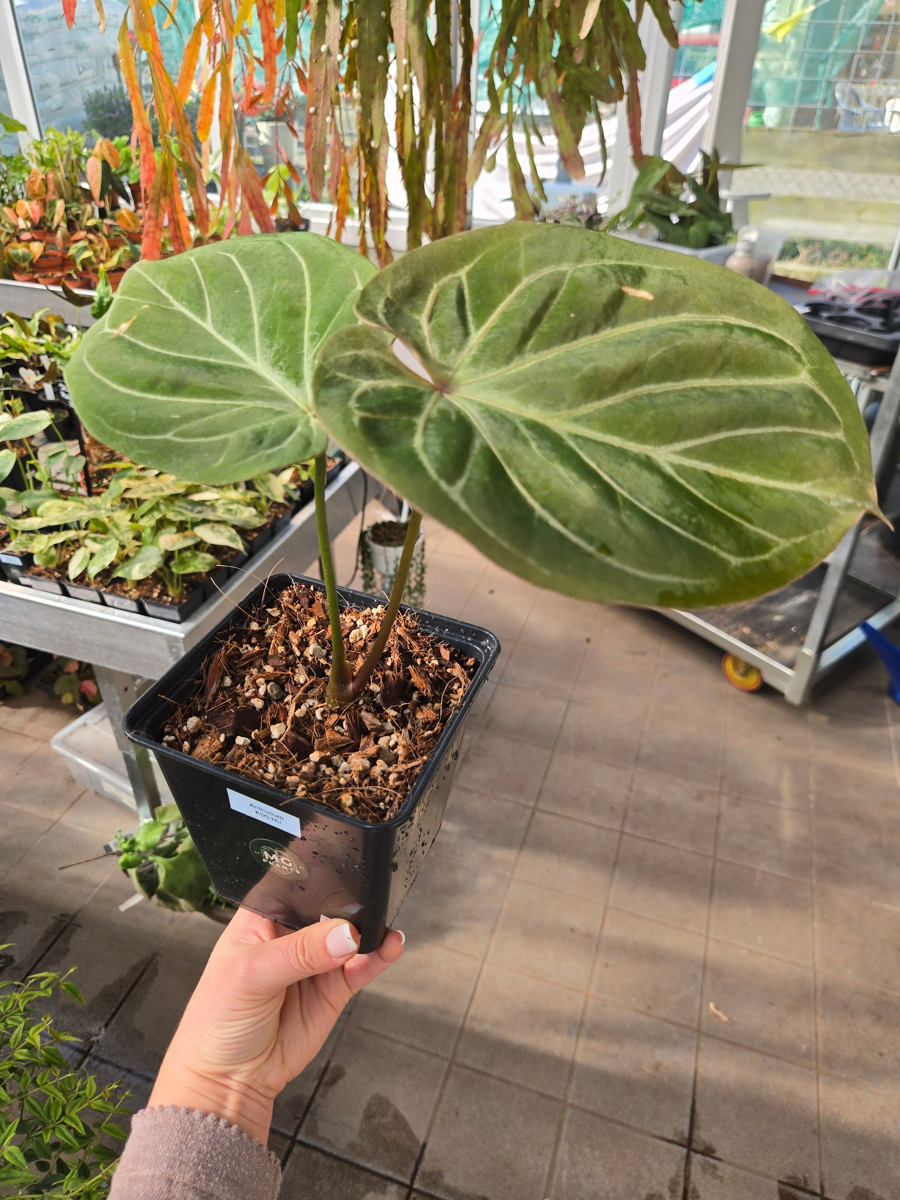 anthurium kos Anthurium King of Spades HU (KOS) big – MG Plants