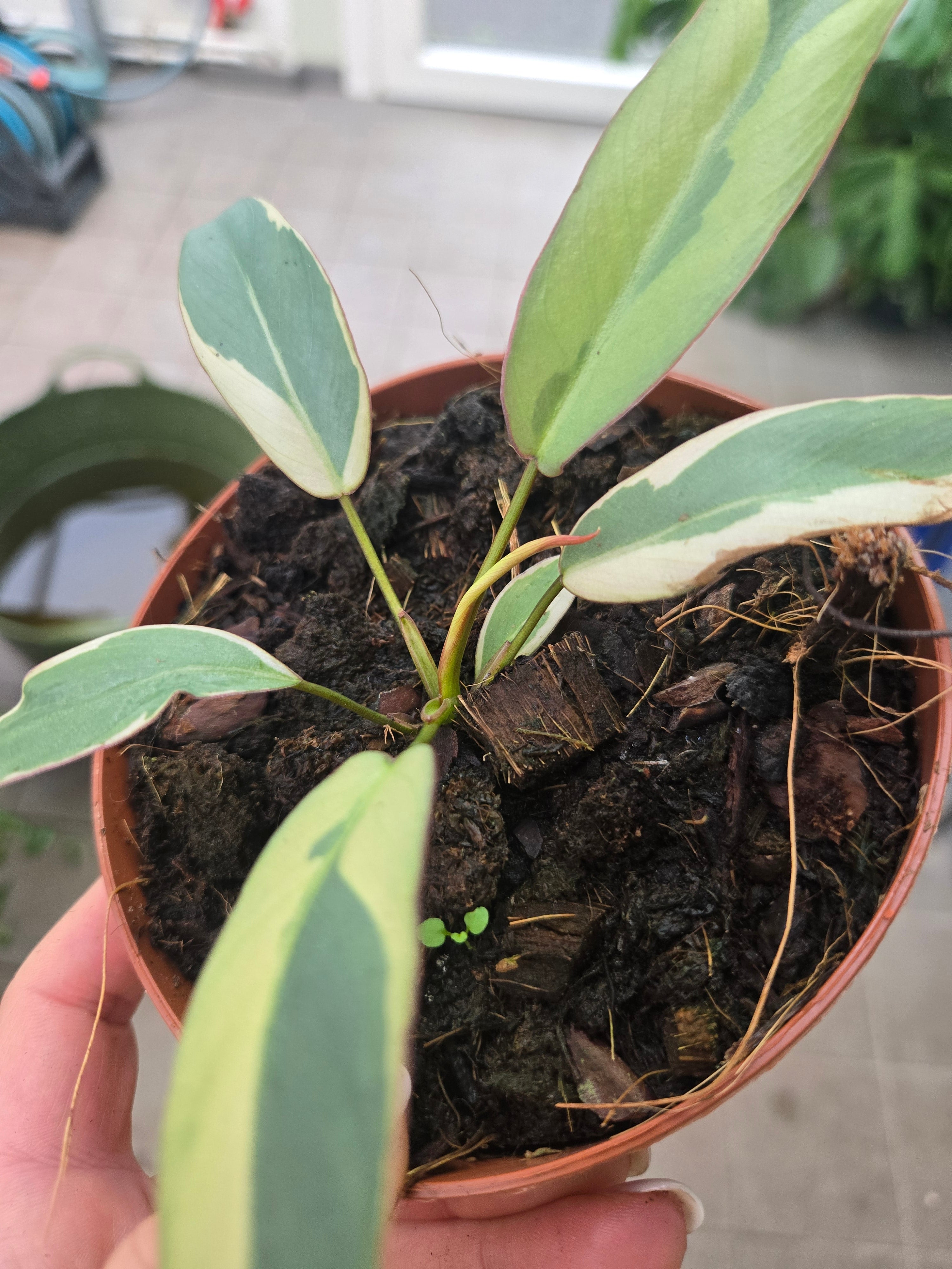 Philodendron Atapotense Variegata
