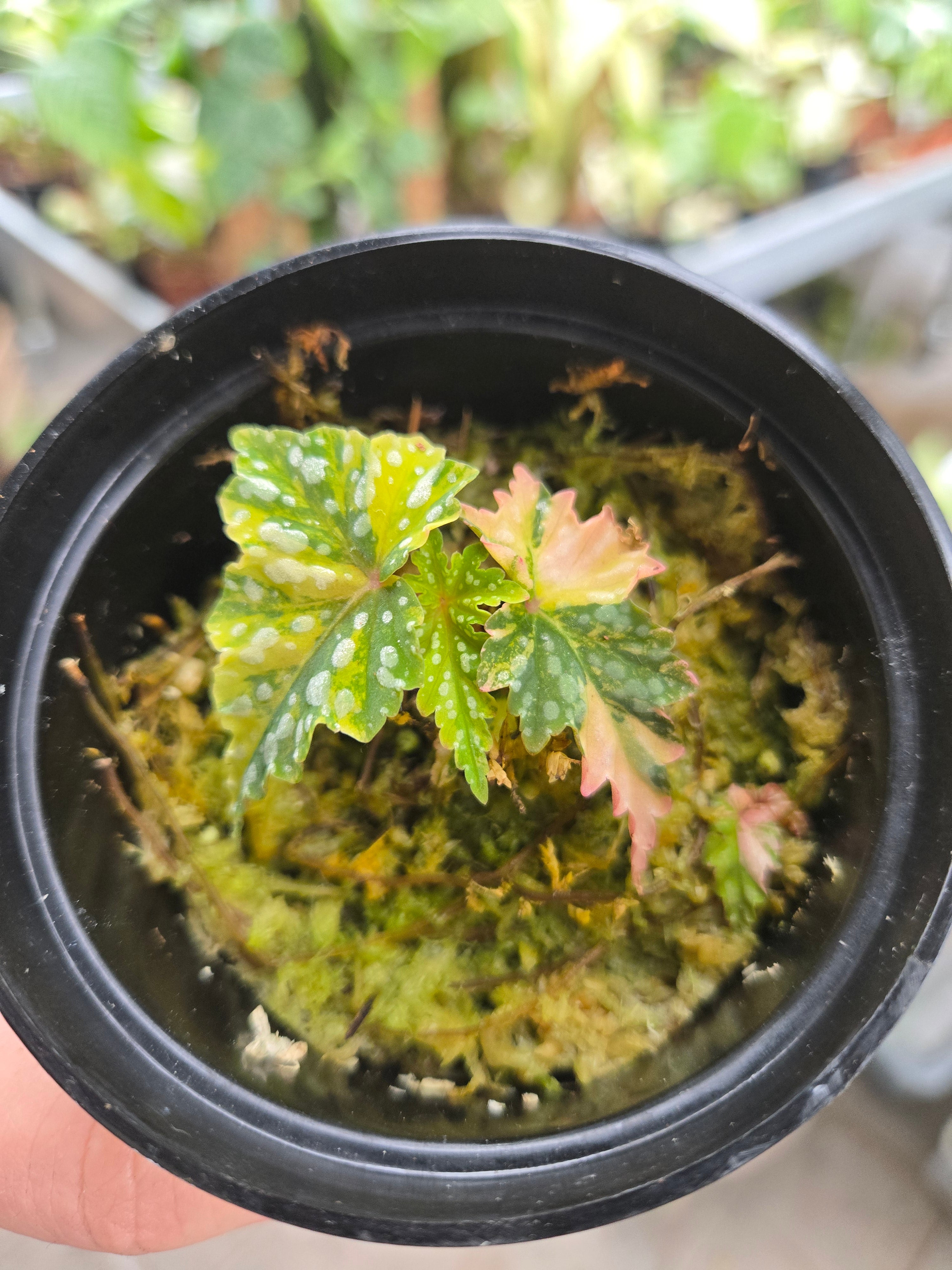 Begonia Special Paket + 1 Lose