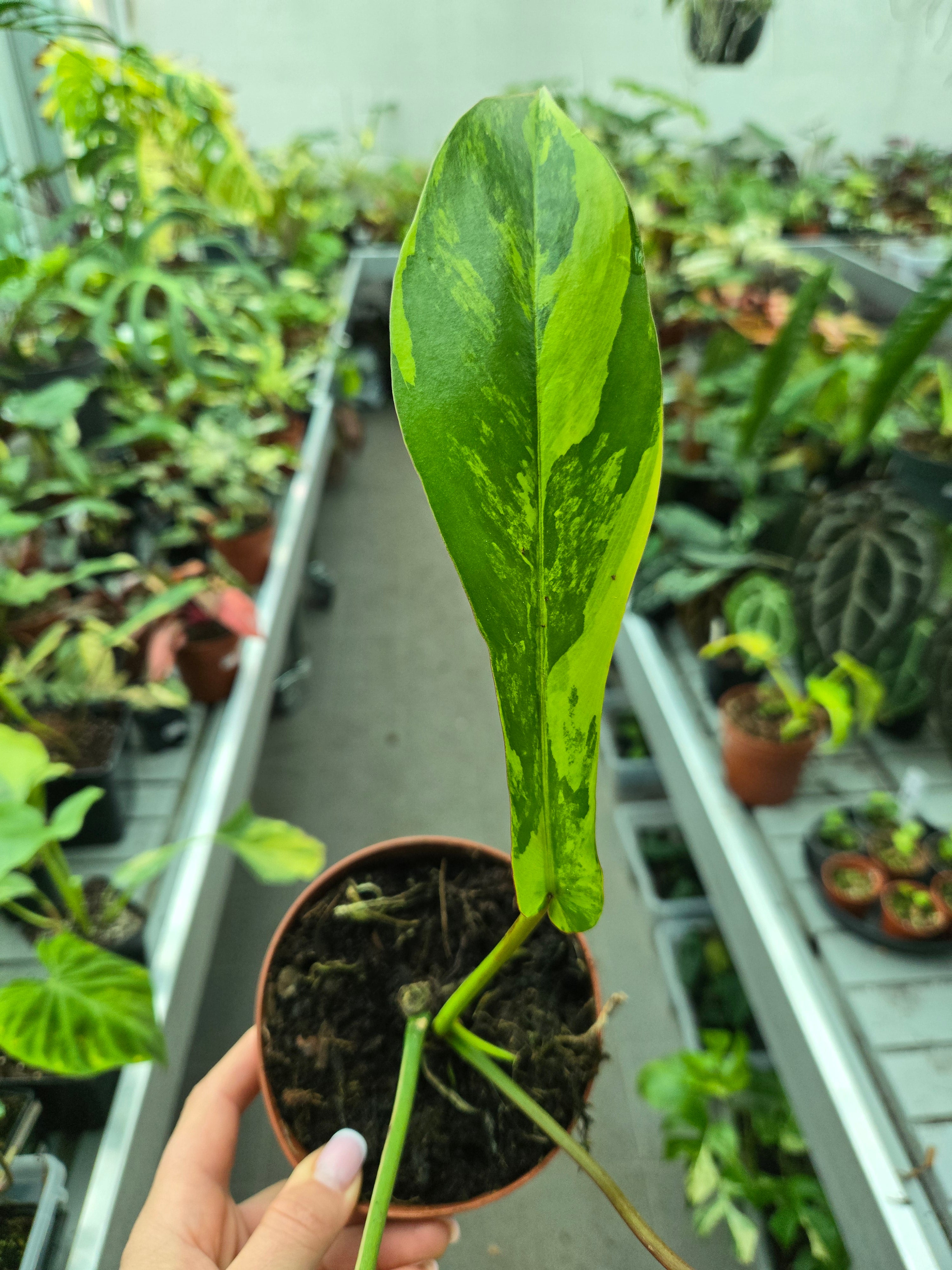 Philodendron Joepii Variegata