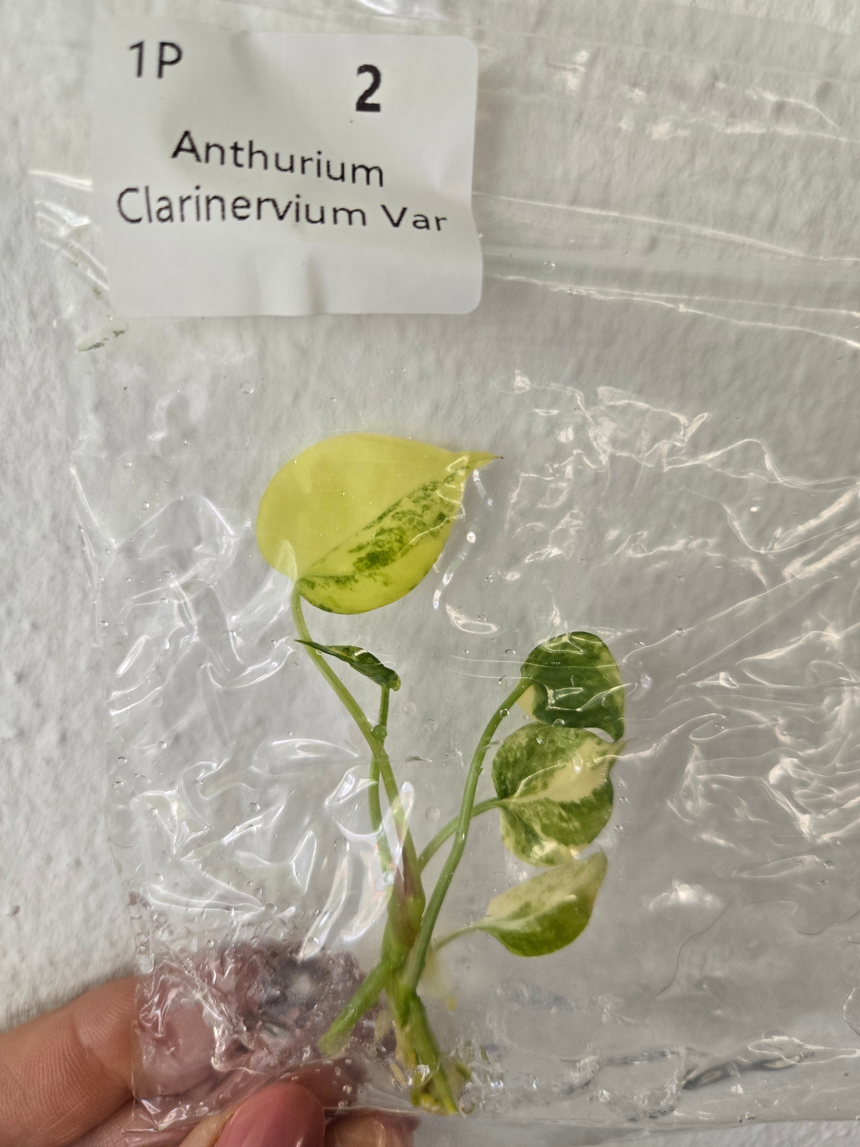 Anthurium Clarivernum Variegated - TC