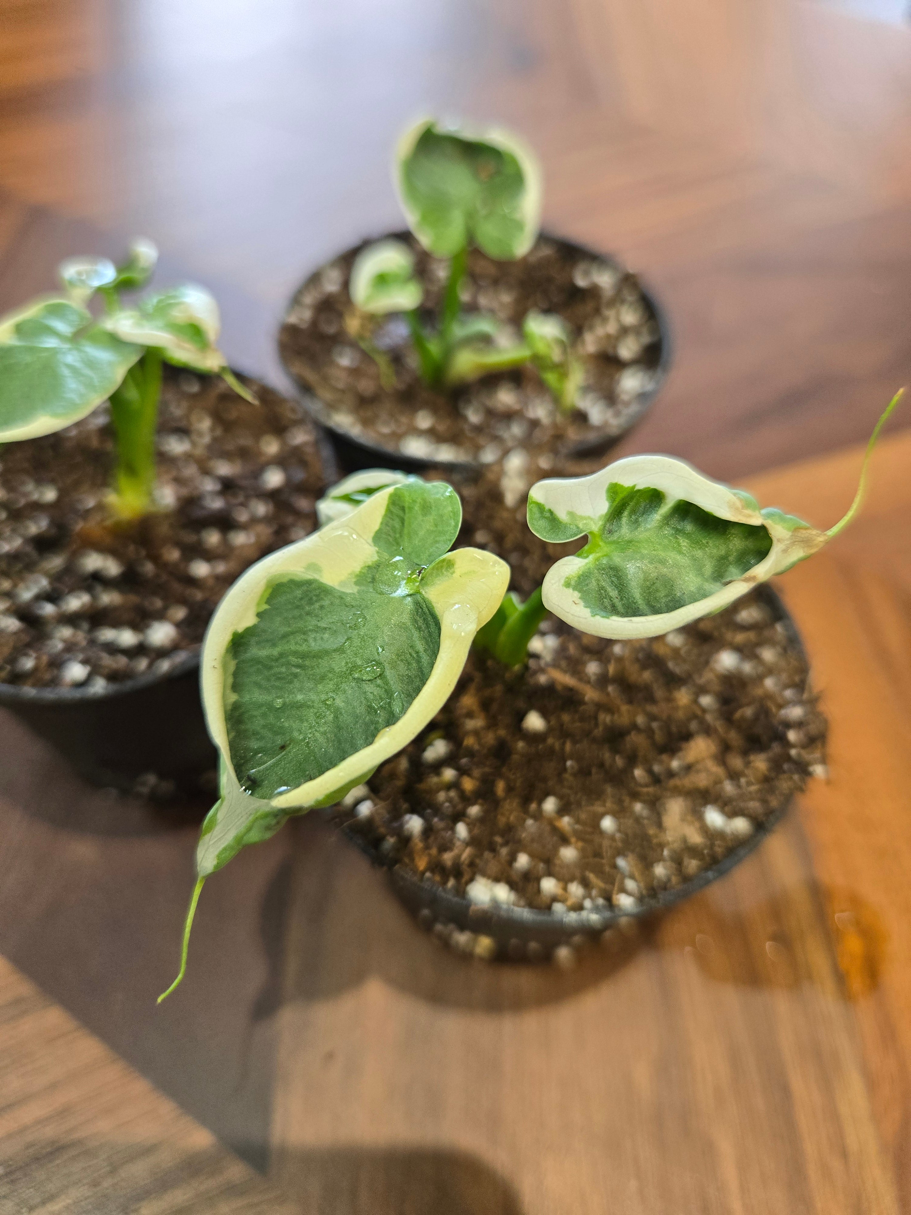 Xanthosoma Variegata Mickey Mouse