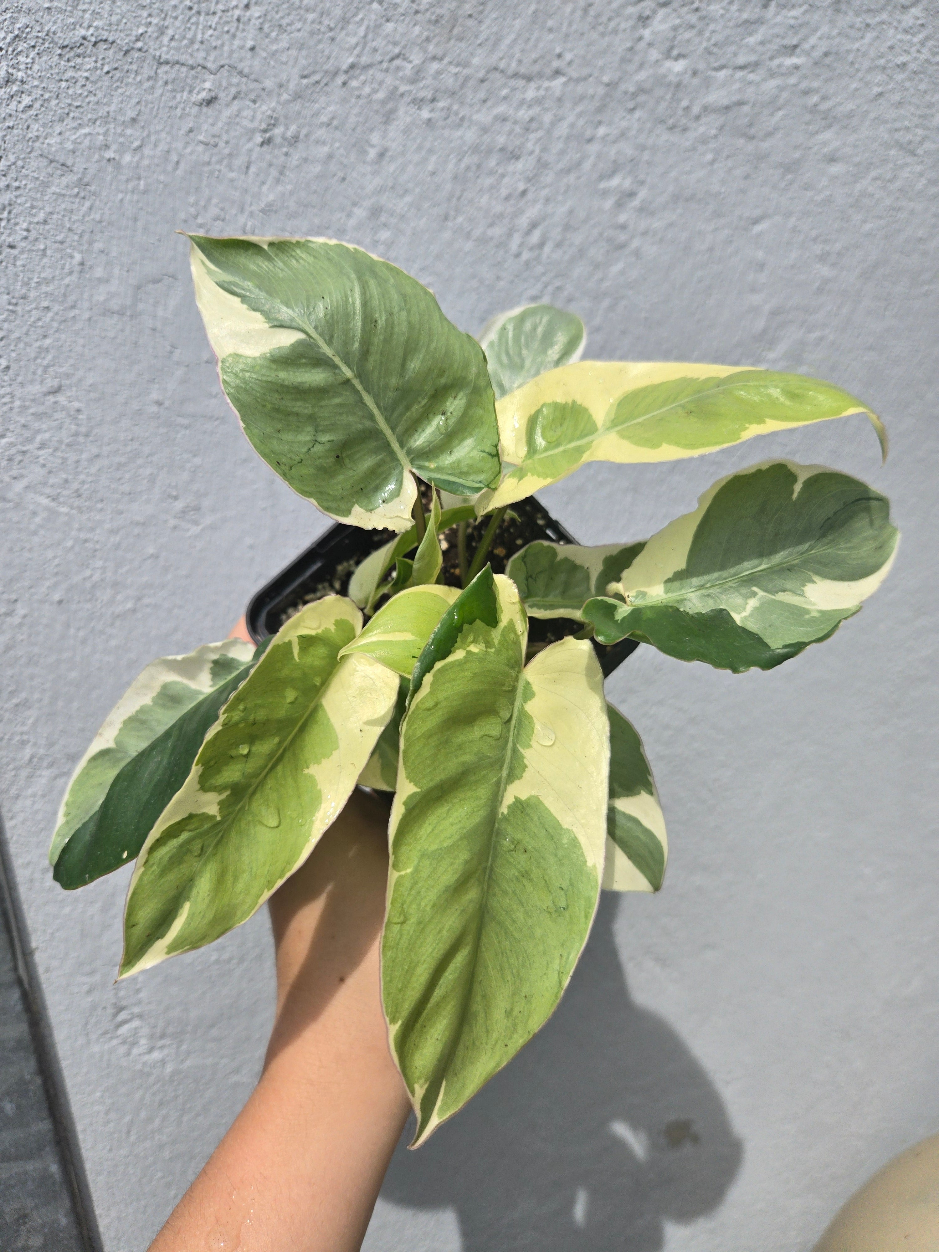 Philodendron Burlemarx Lava