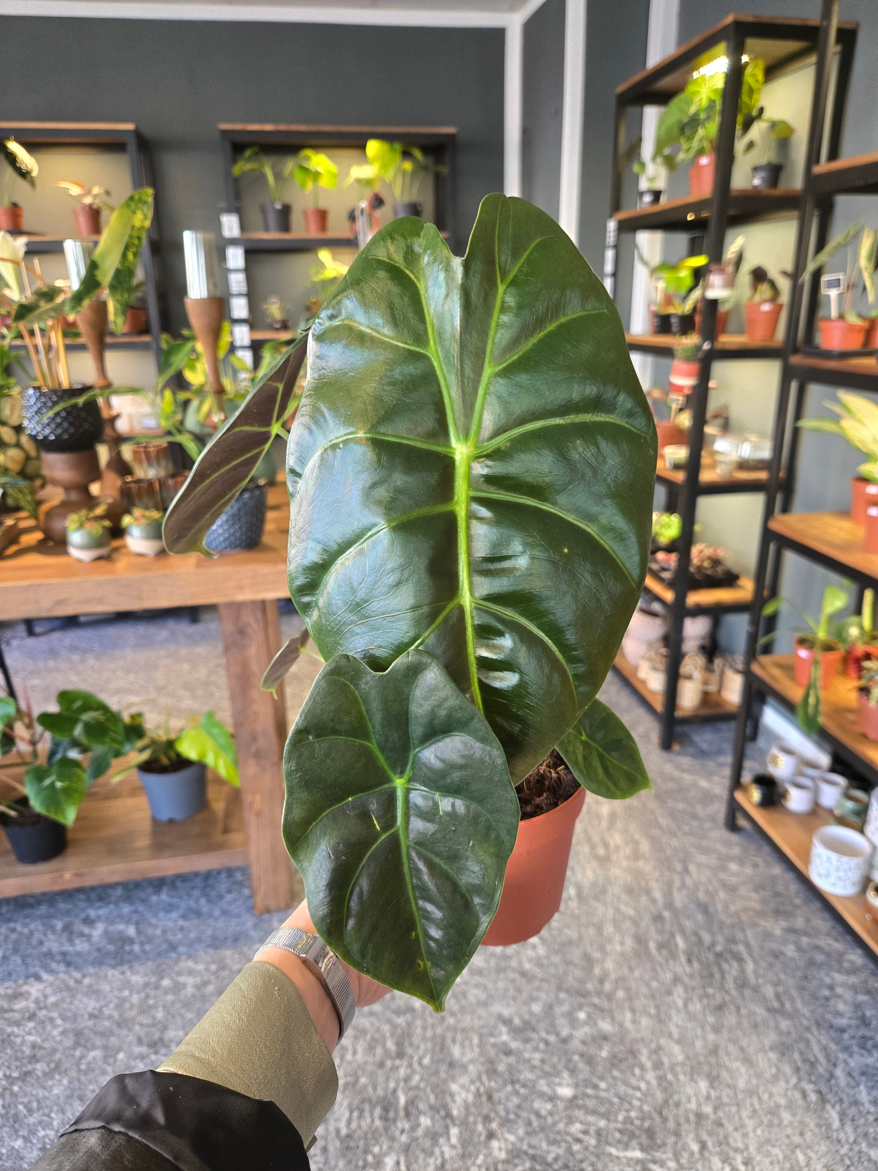 Alocasia Golden Bone