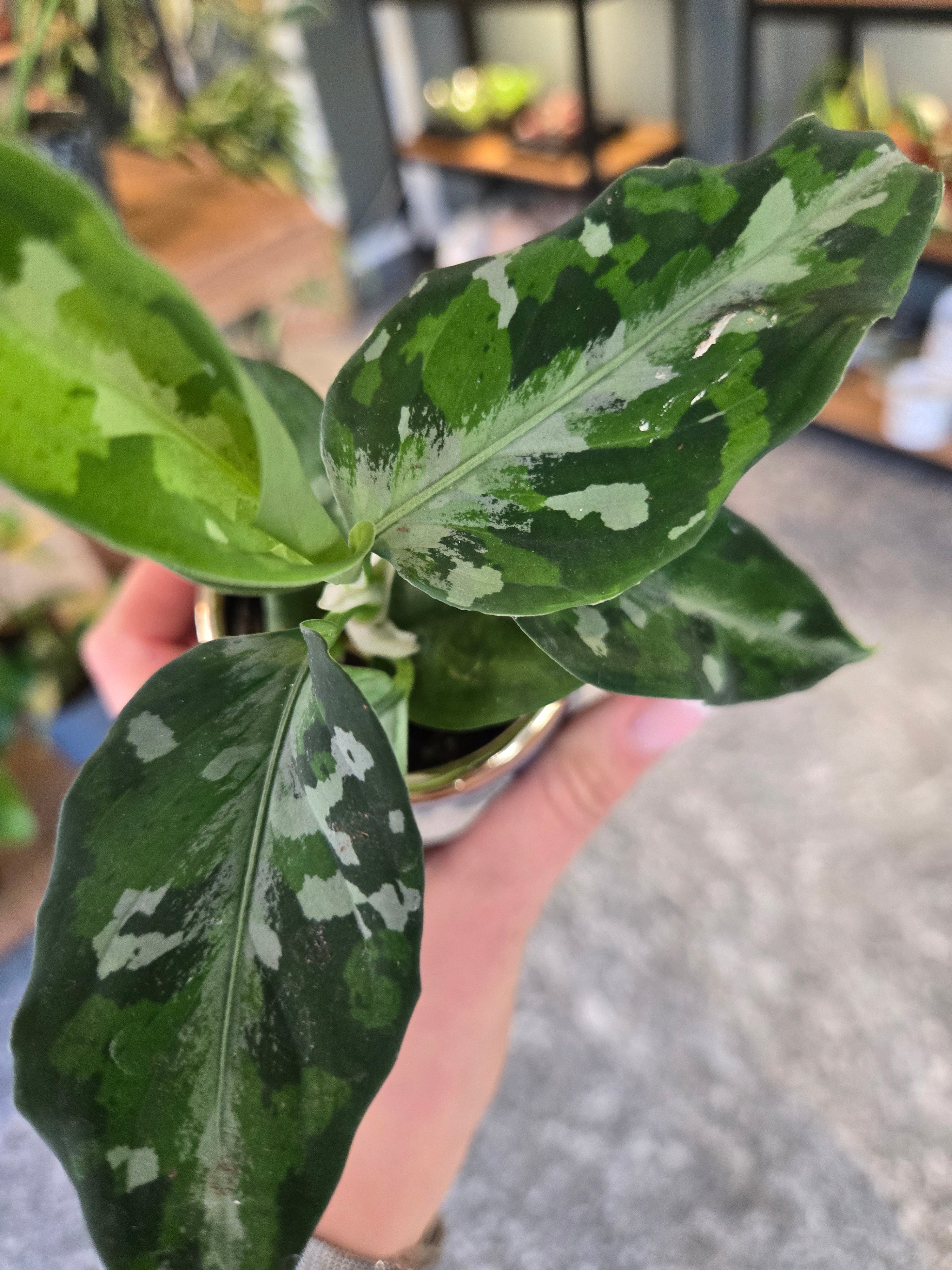 Aglaonema Tricolor