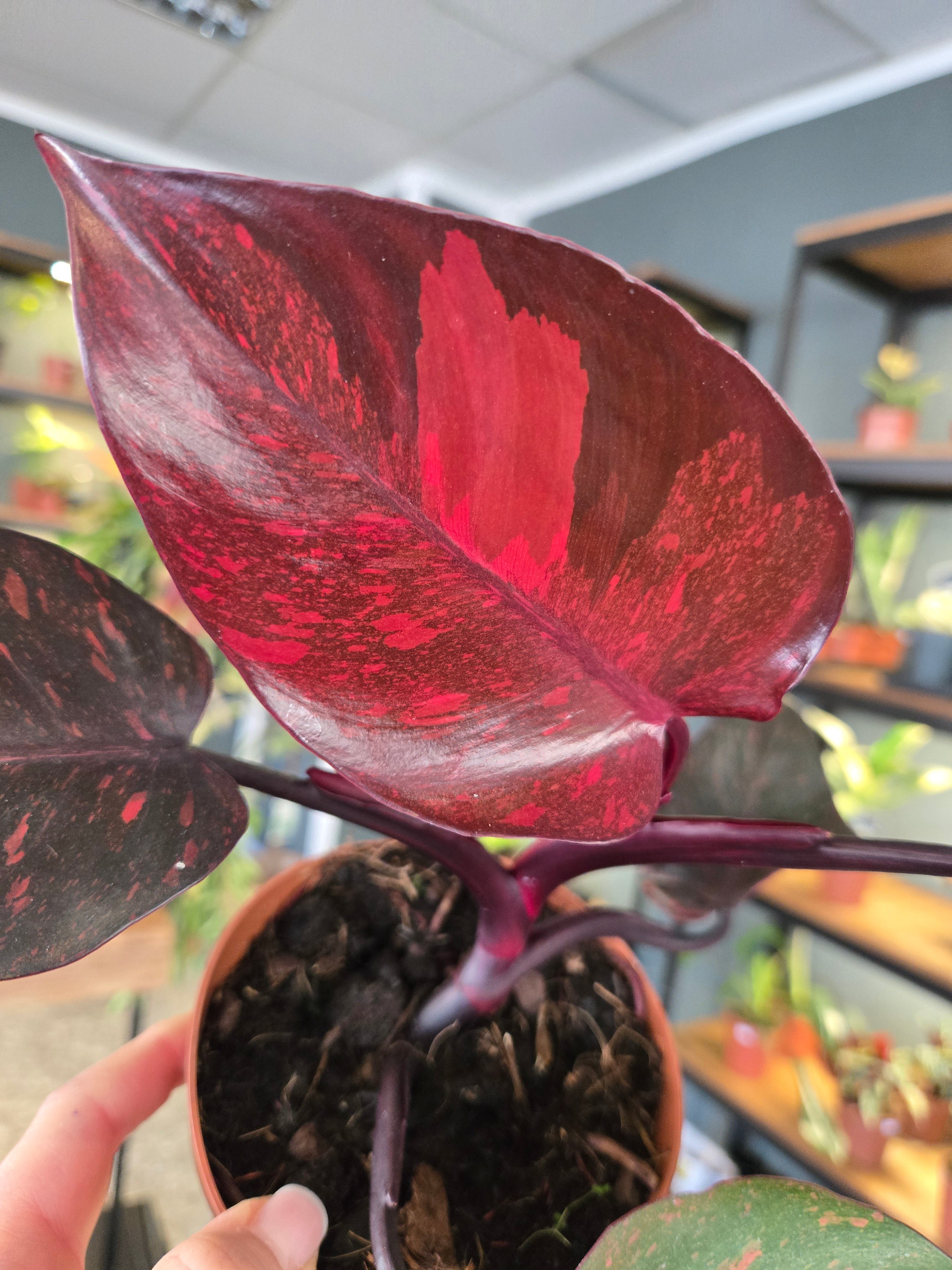 Philodendron Orange Princess Galaxy