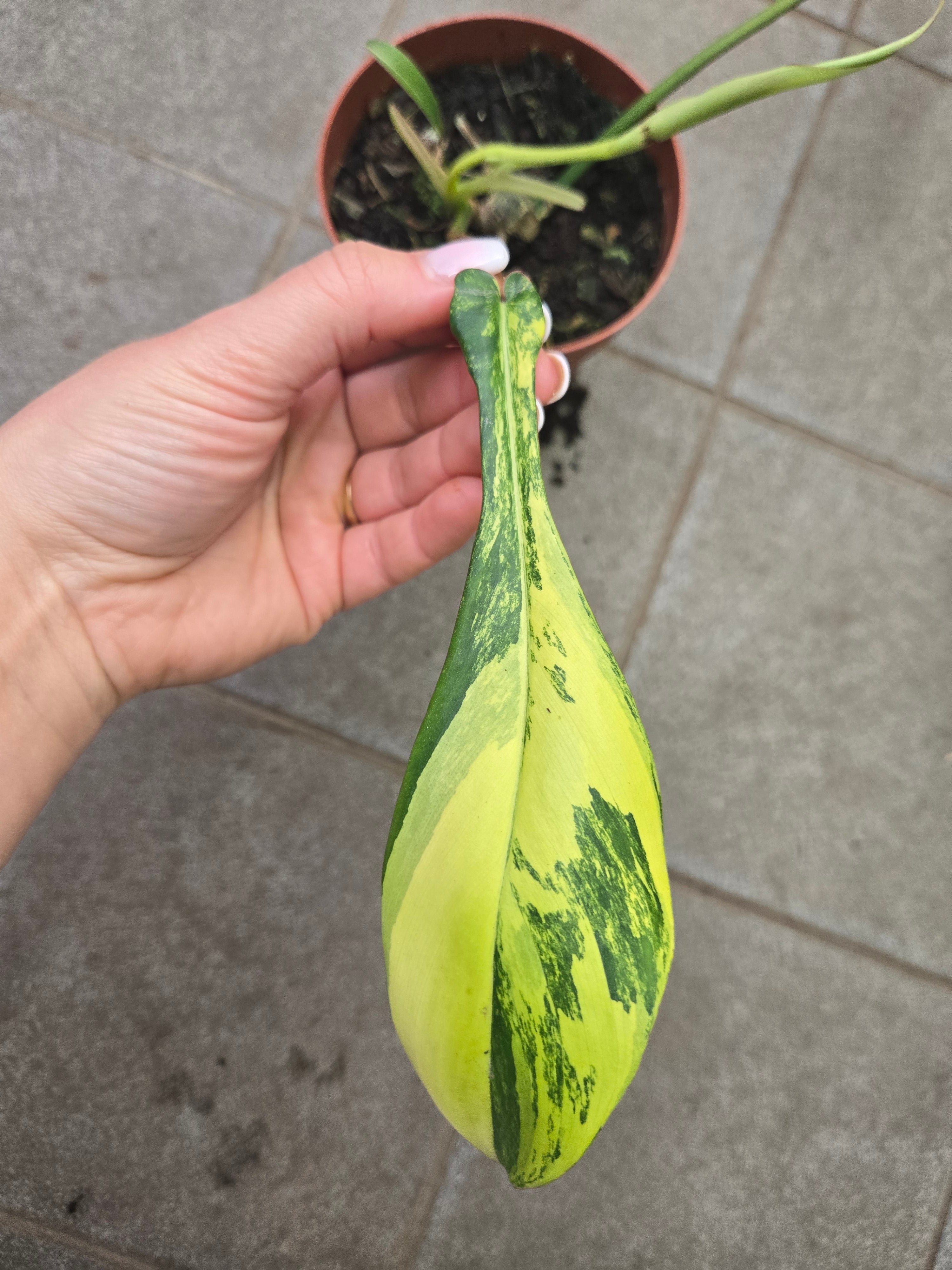 Philodendron Joepii Variegata