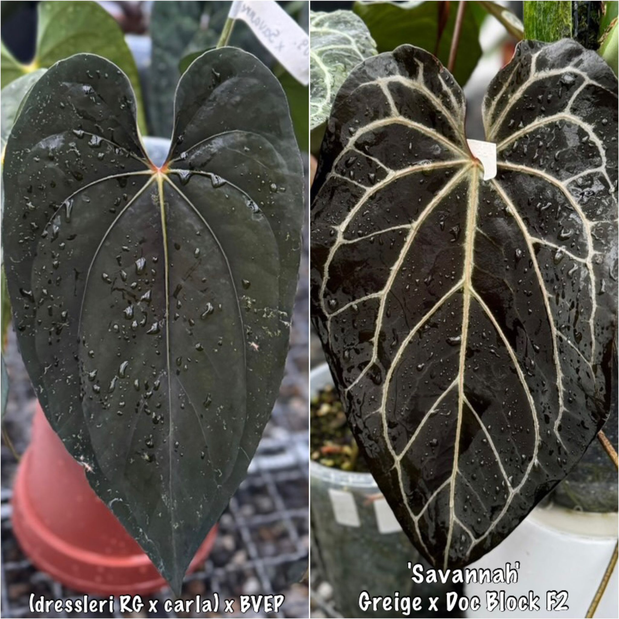 Anthurium (Dressleri x Carla)x BVEP x Savannah