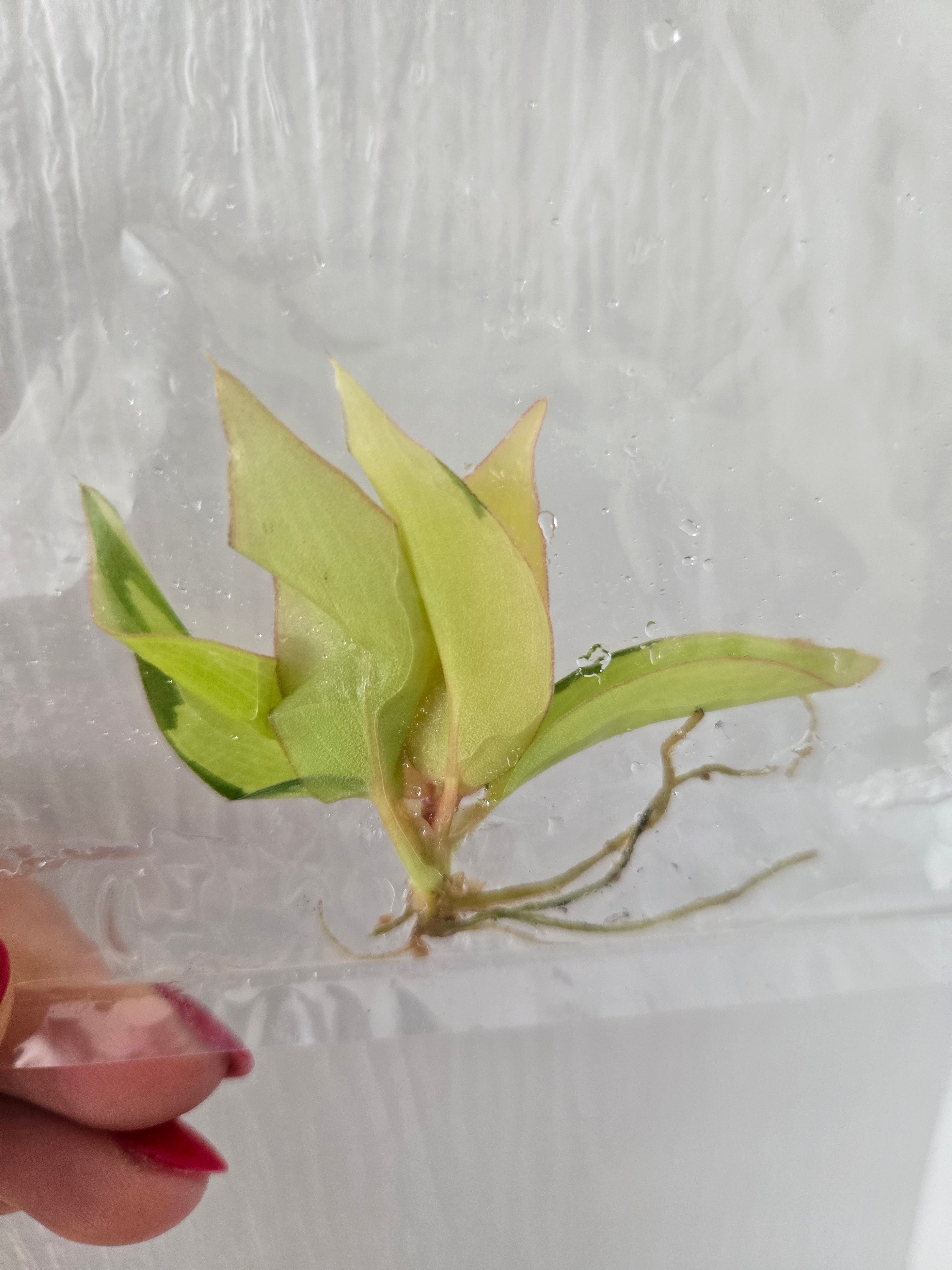 Philodendron Jungle Fever - TC-  Tissue Culture