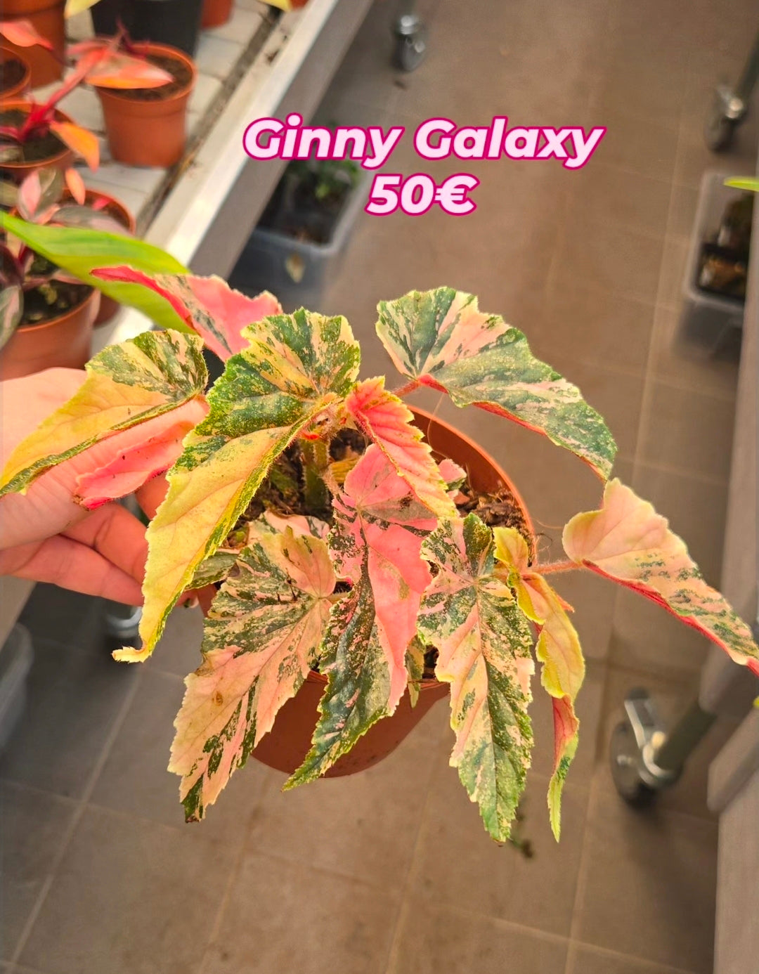 Ginny Galaxy