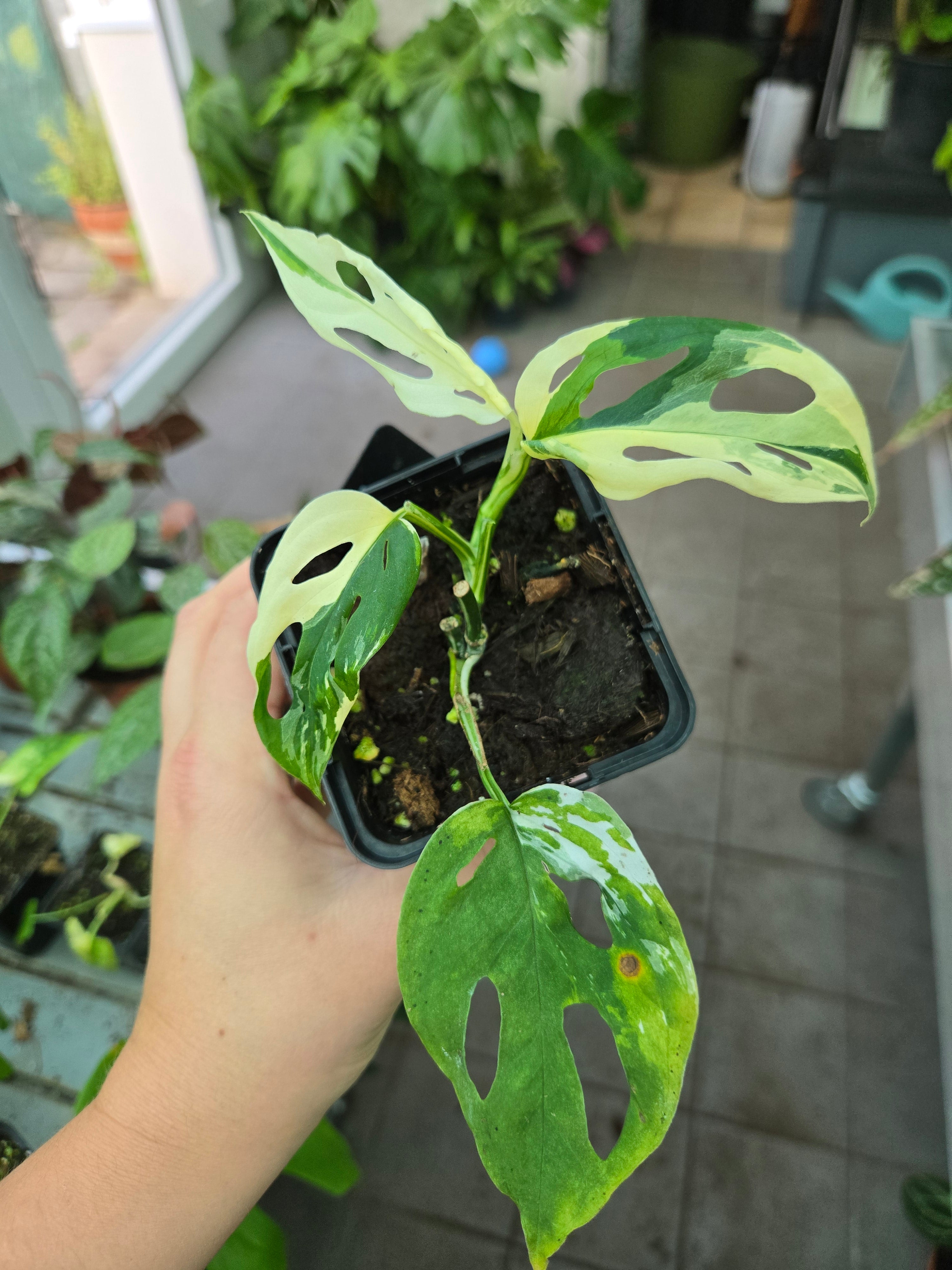 Monstera Acuminata Variegata