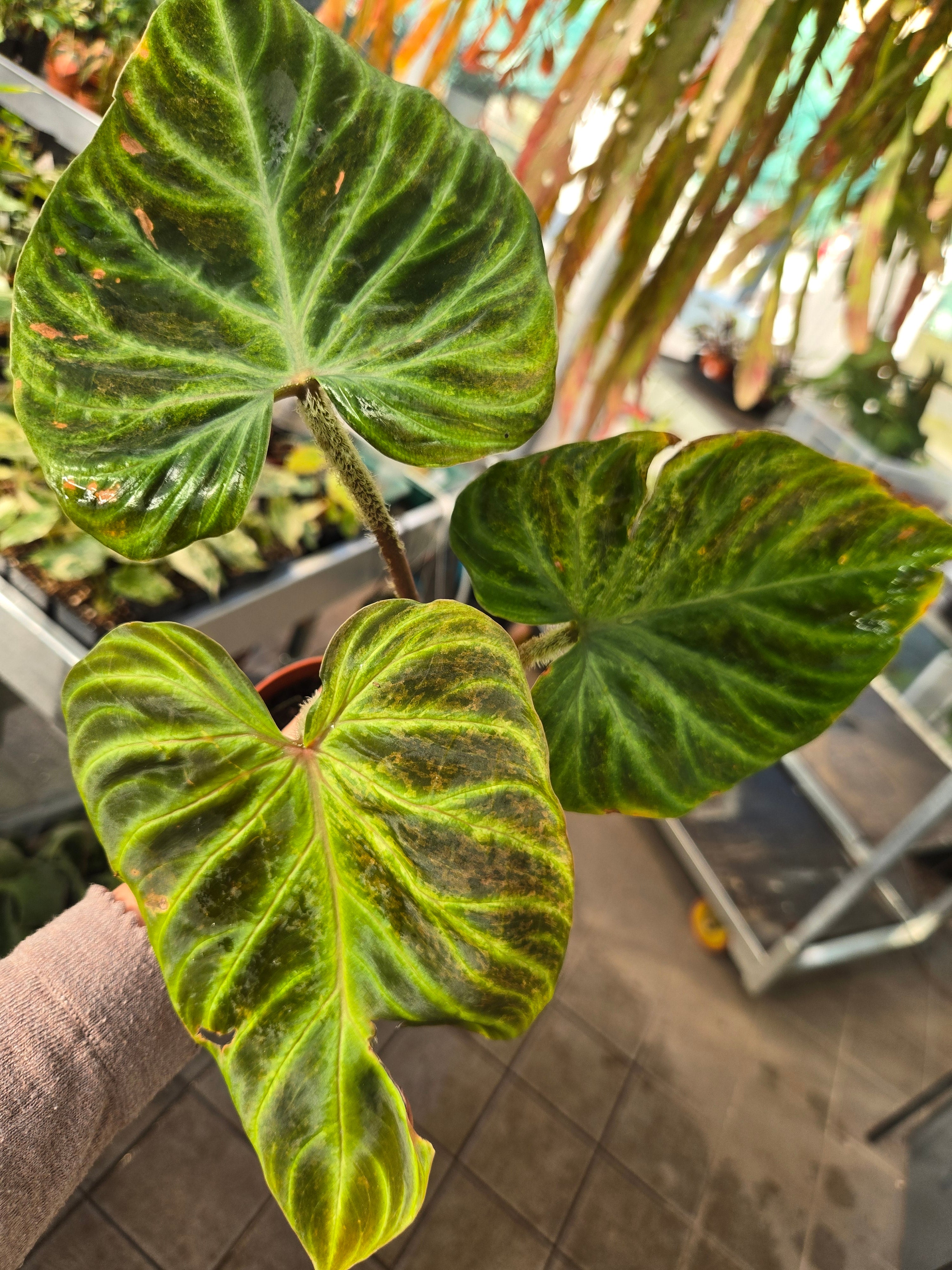 Philodendron Verrucosum Variegata