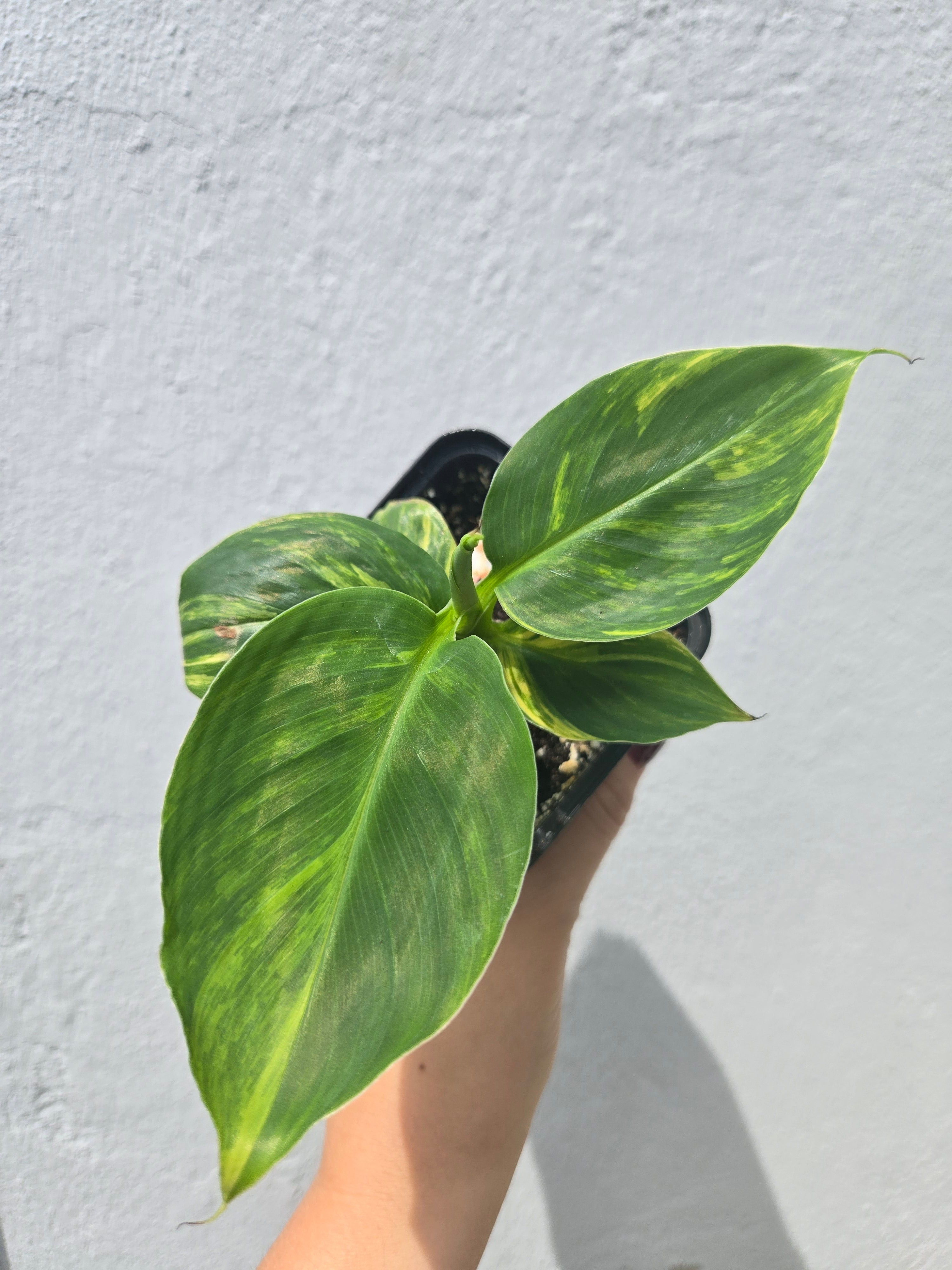 Musa Hawaii Aurea