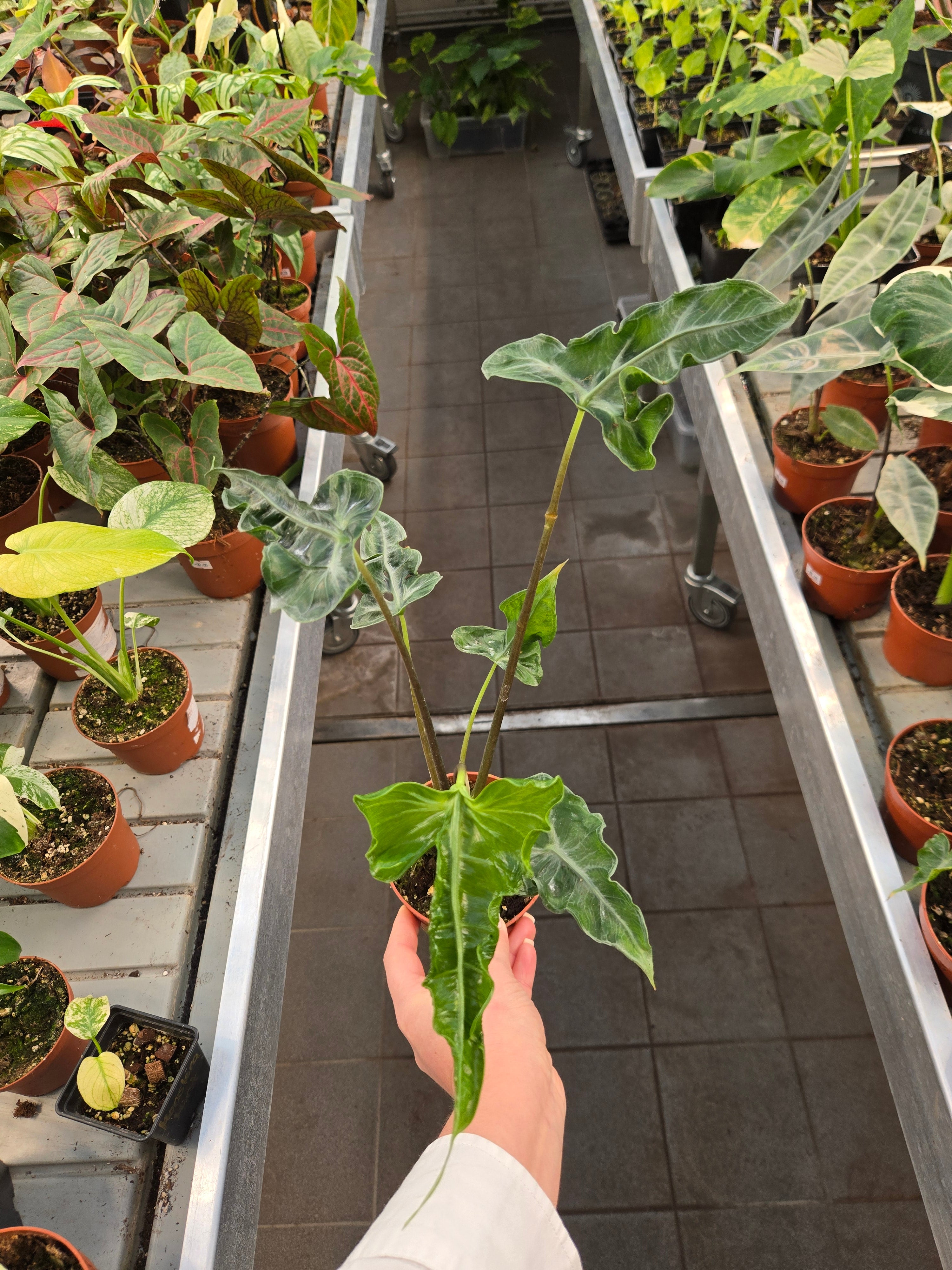 Alocasia Teletubbies