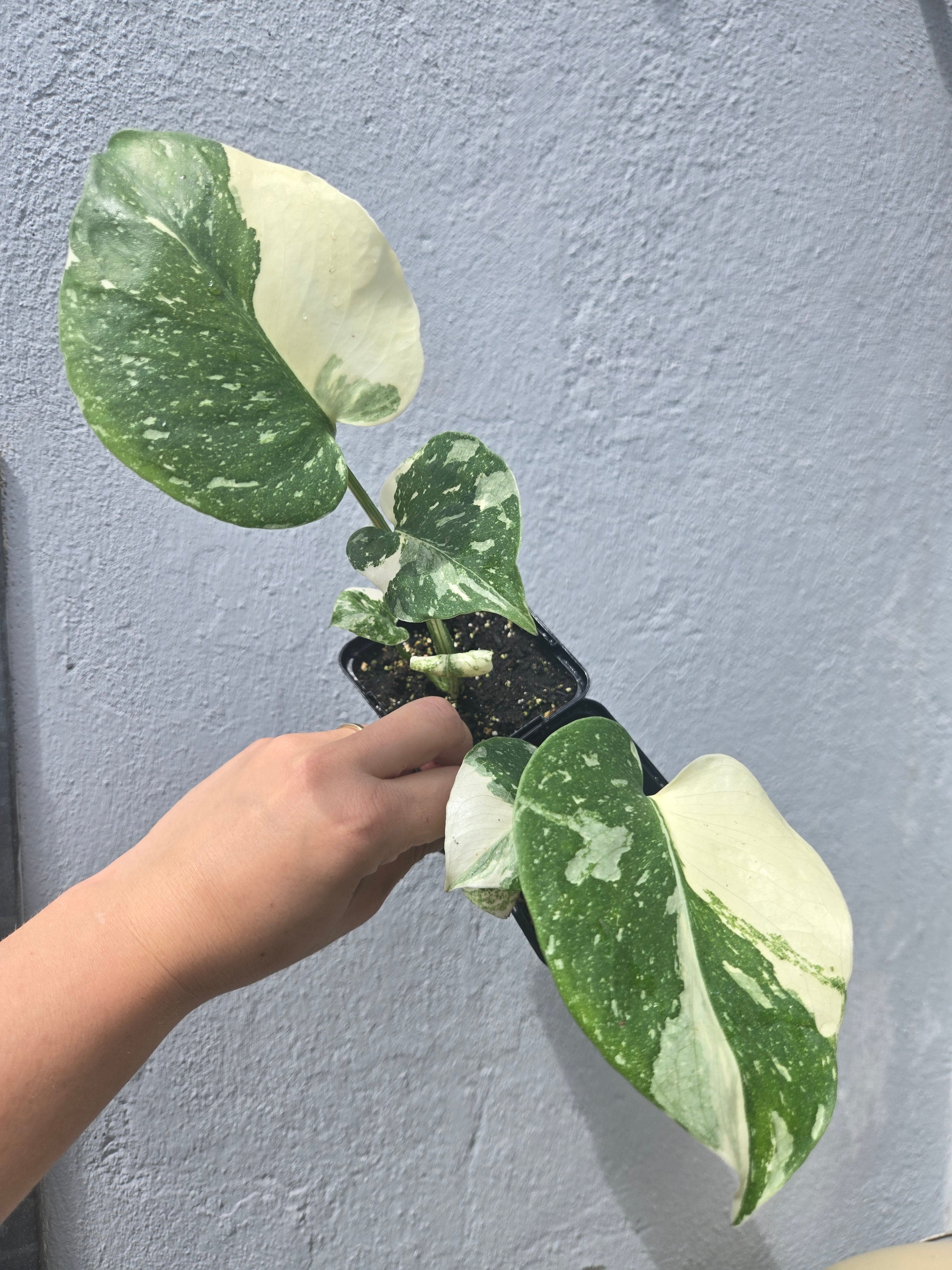 Monstera Thai Constellation Bundel, 2 Stück