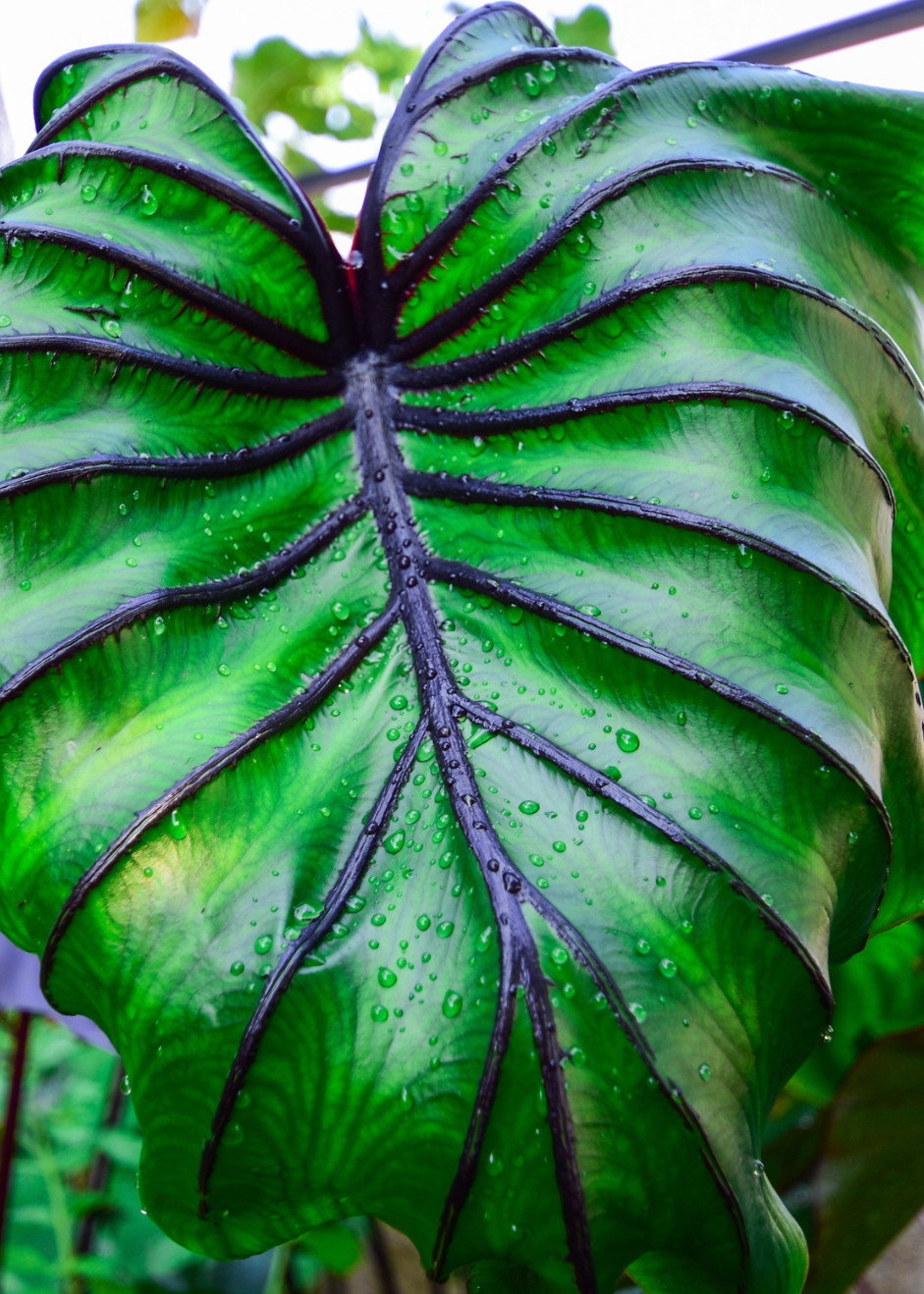 Tissue Culture for 1 € - such dir eine aus!