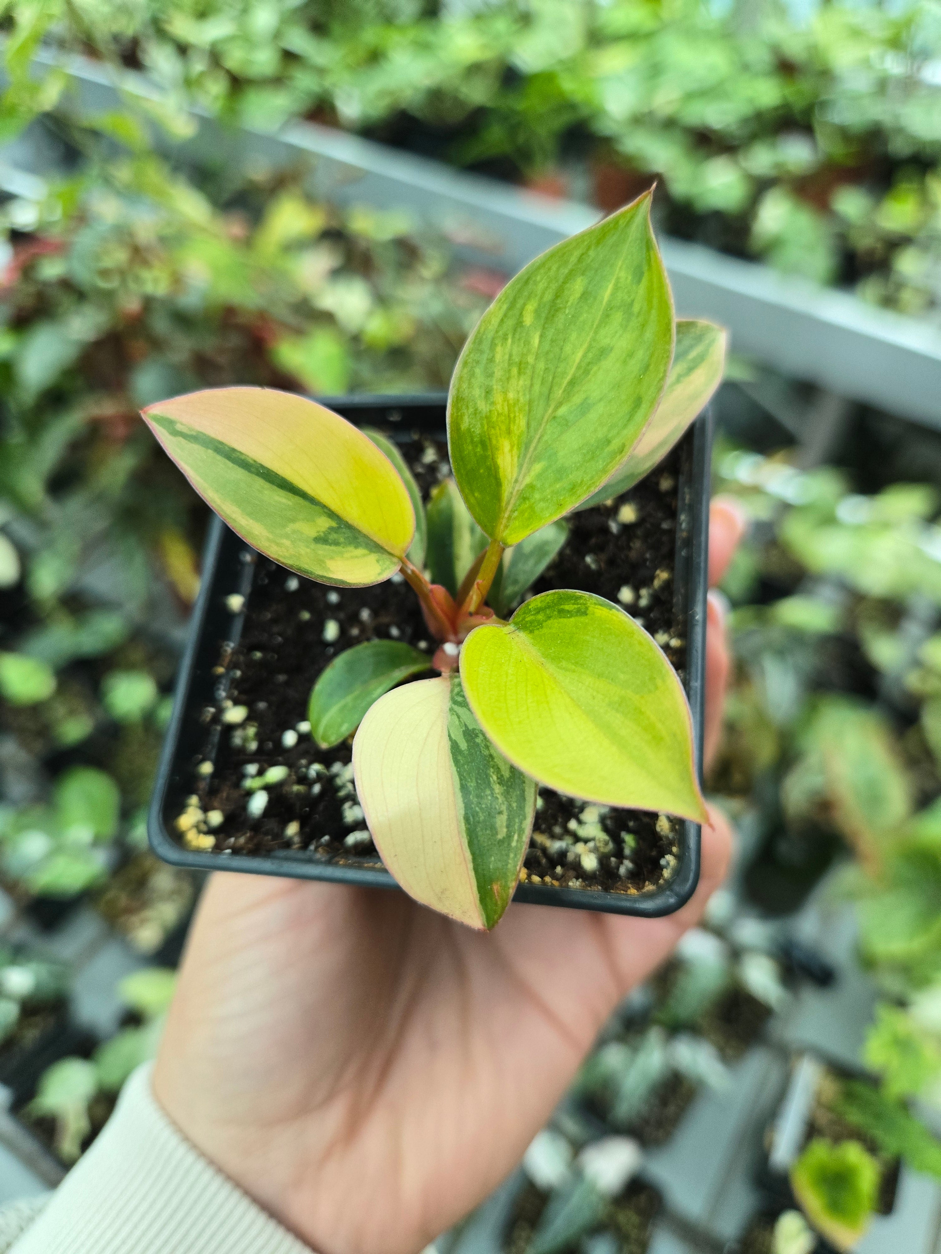 Philodendron Red Congo Variegata