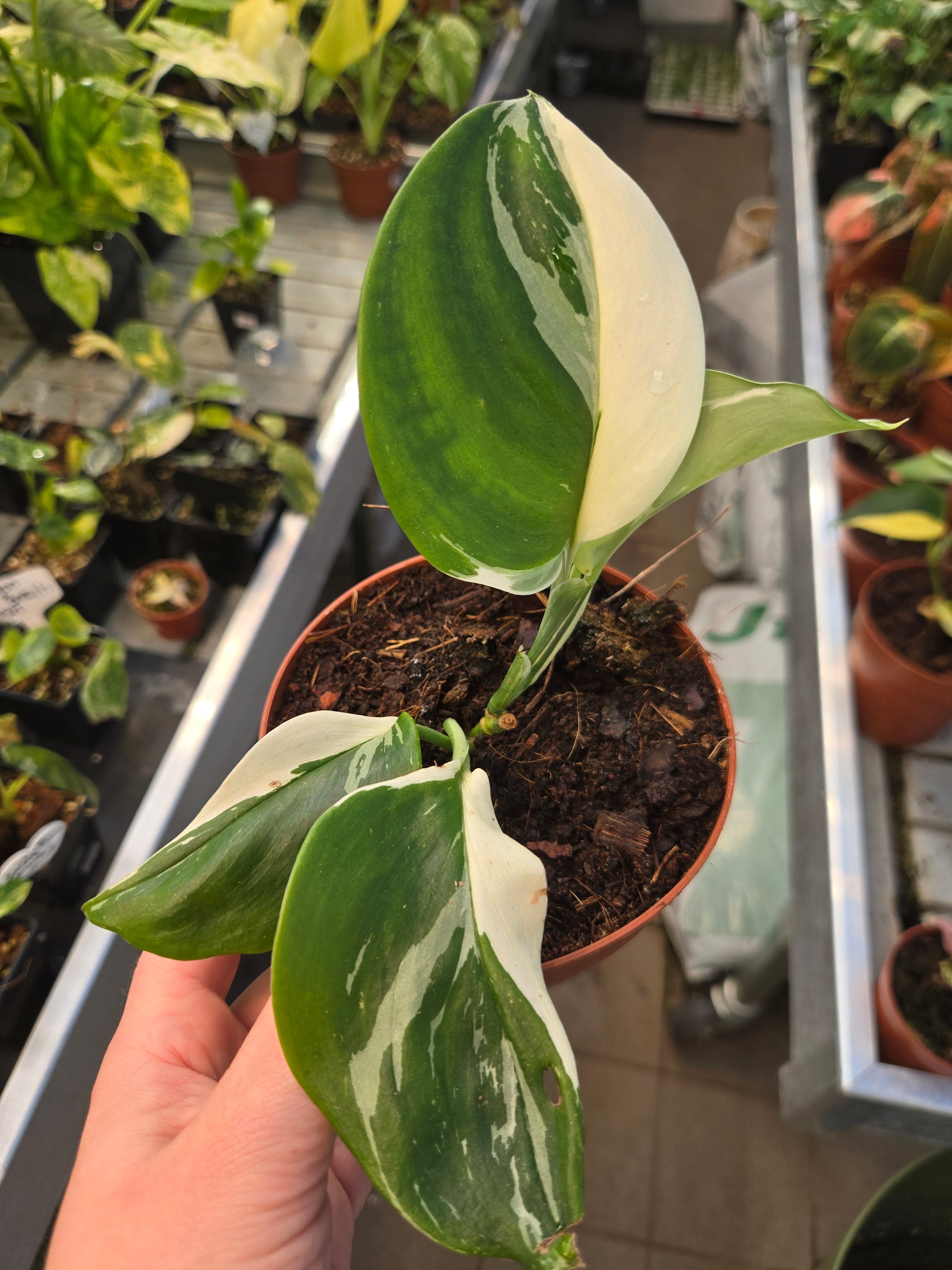 Scindapsus Moonlight