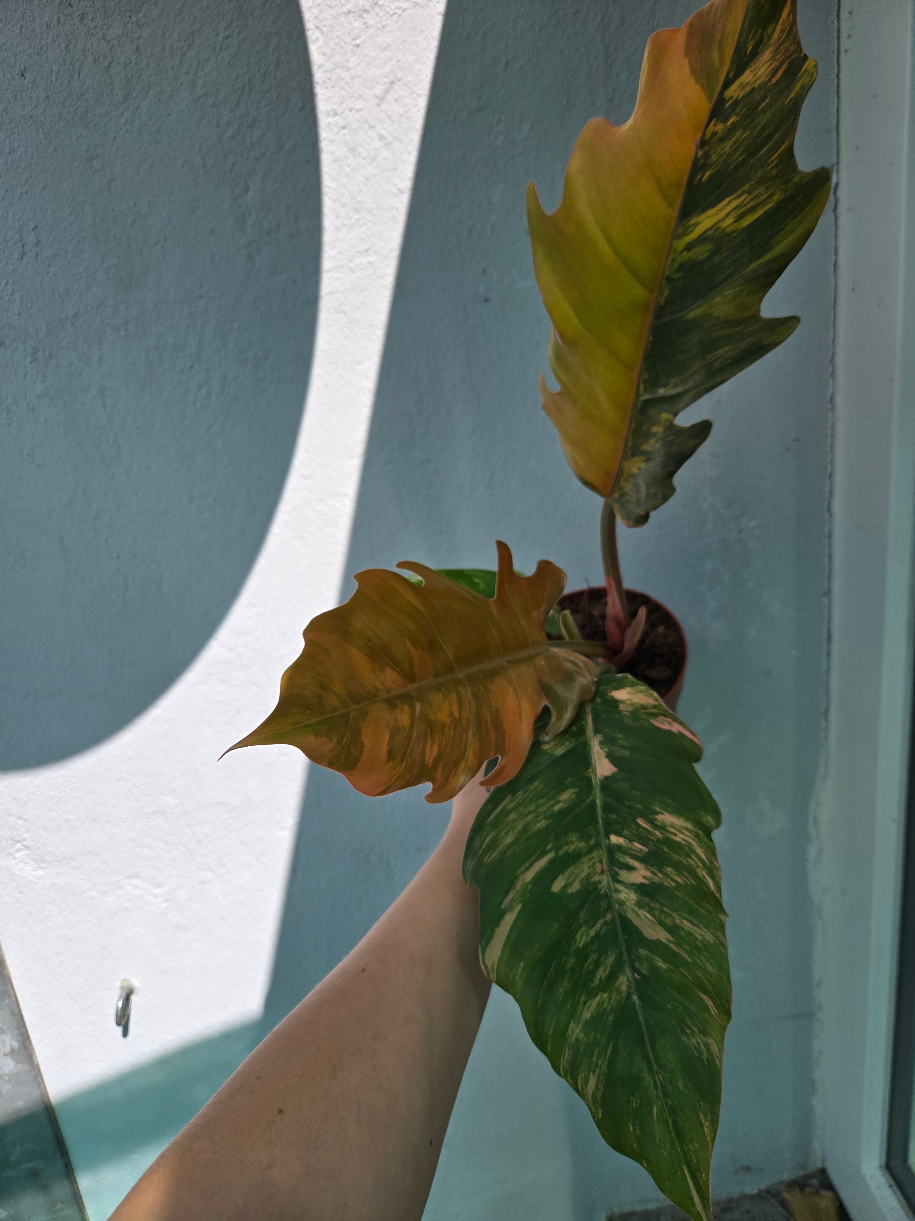 Philodendron Caramel mable