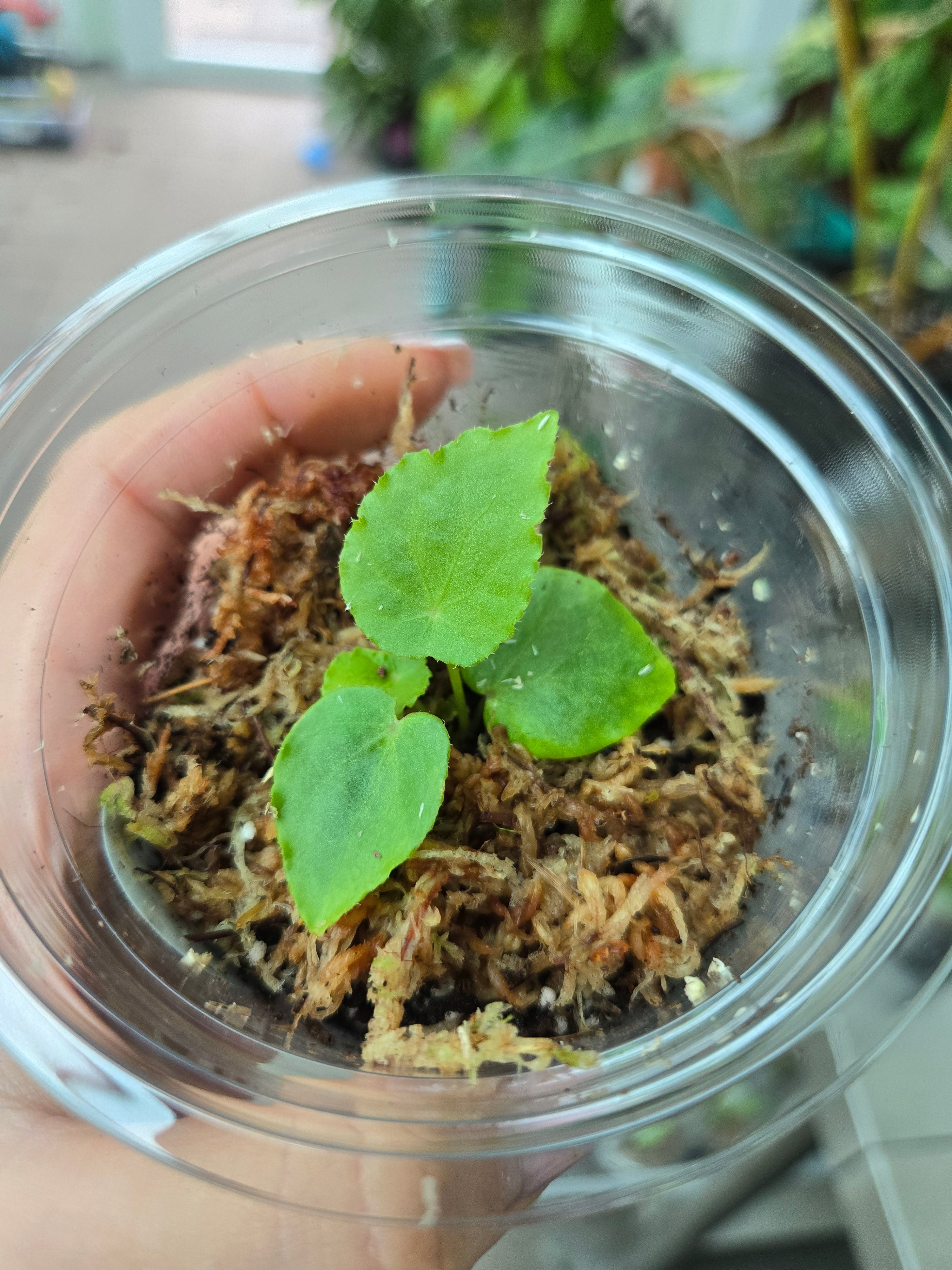 Begonia Phutoensis