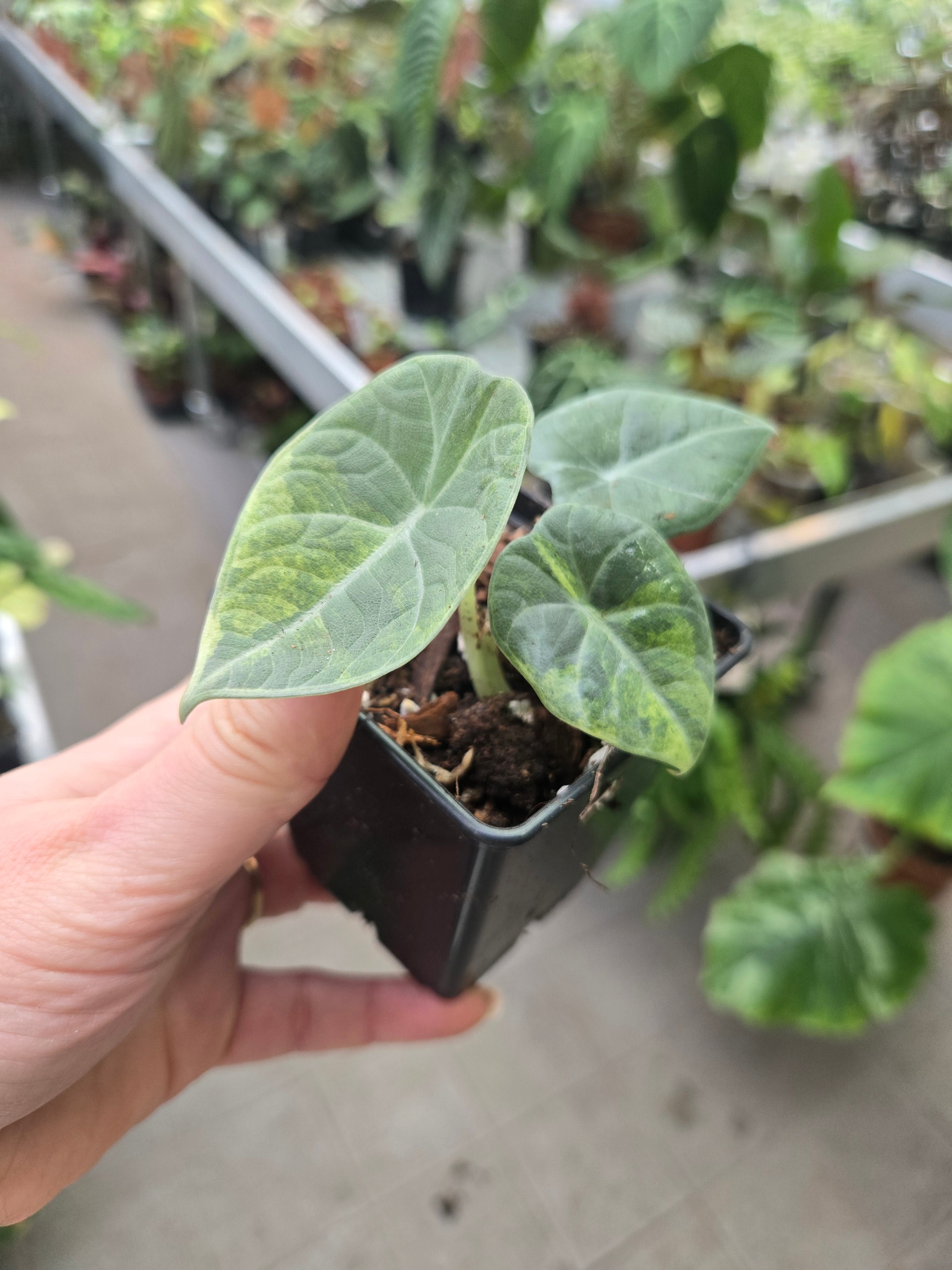 Alocasia Maharanii Aurea