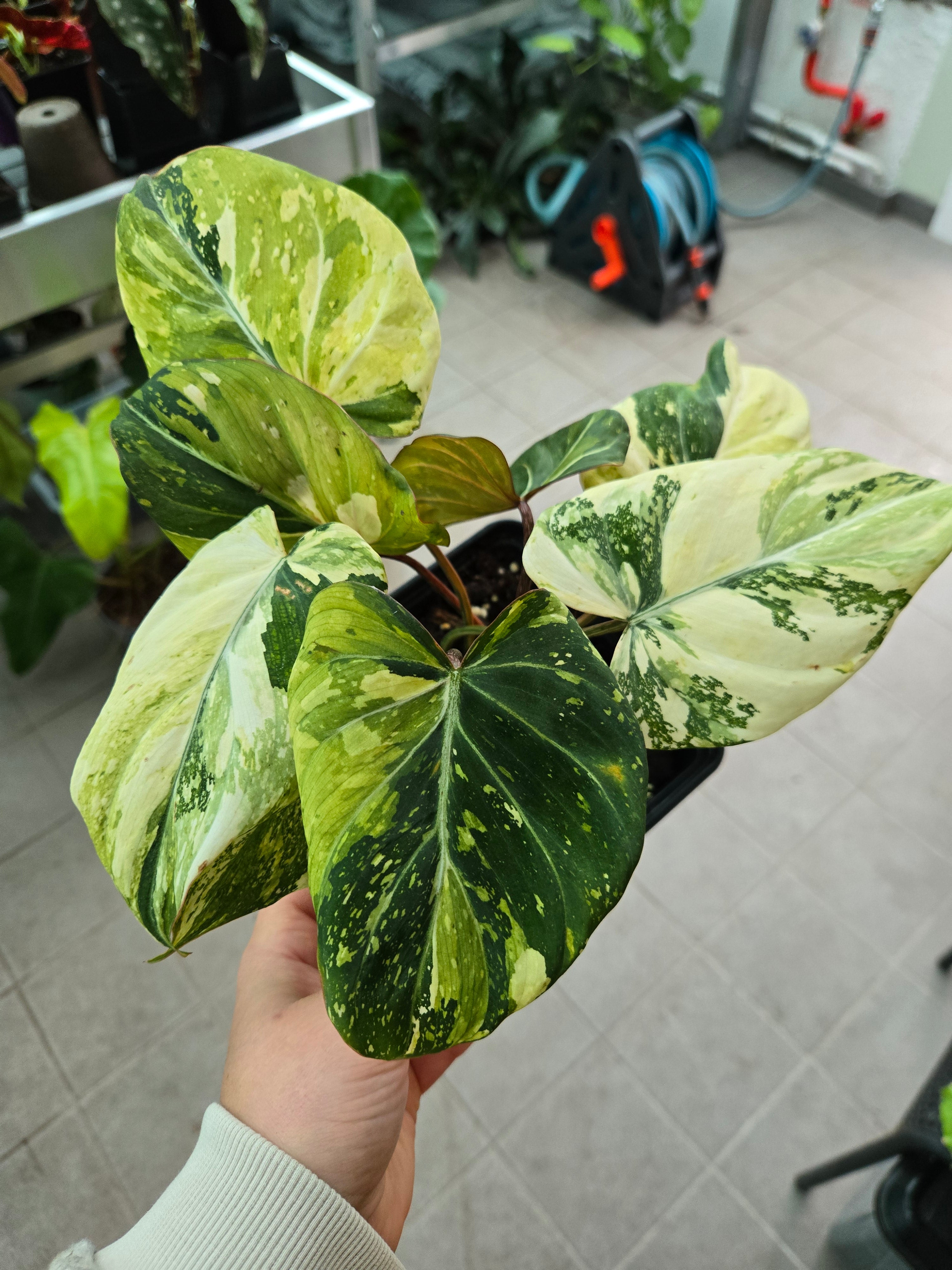Philodendron Gloriosum Tricolor