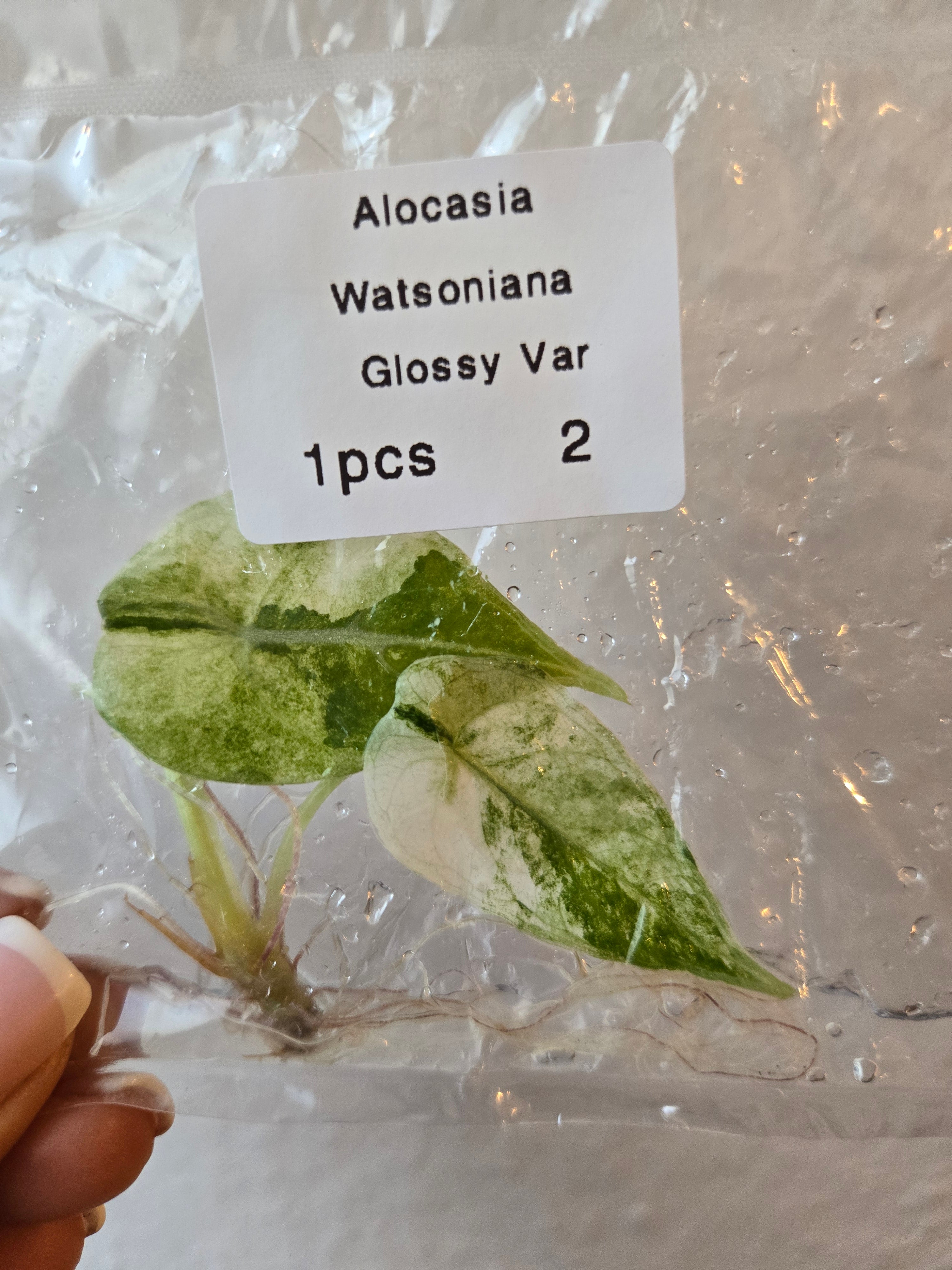 Alocasia Watsonia Glossy Variegata - Tissue Culture (TC)